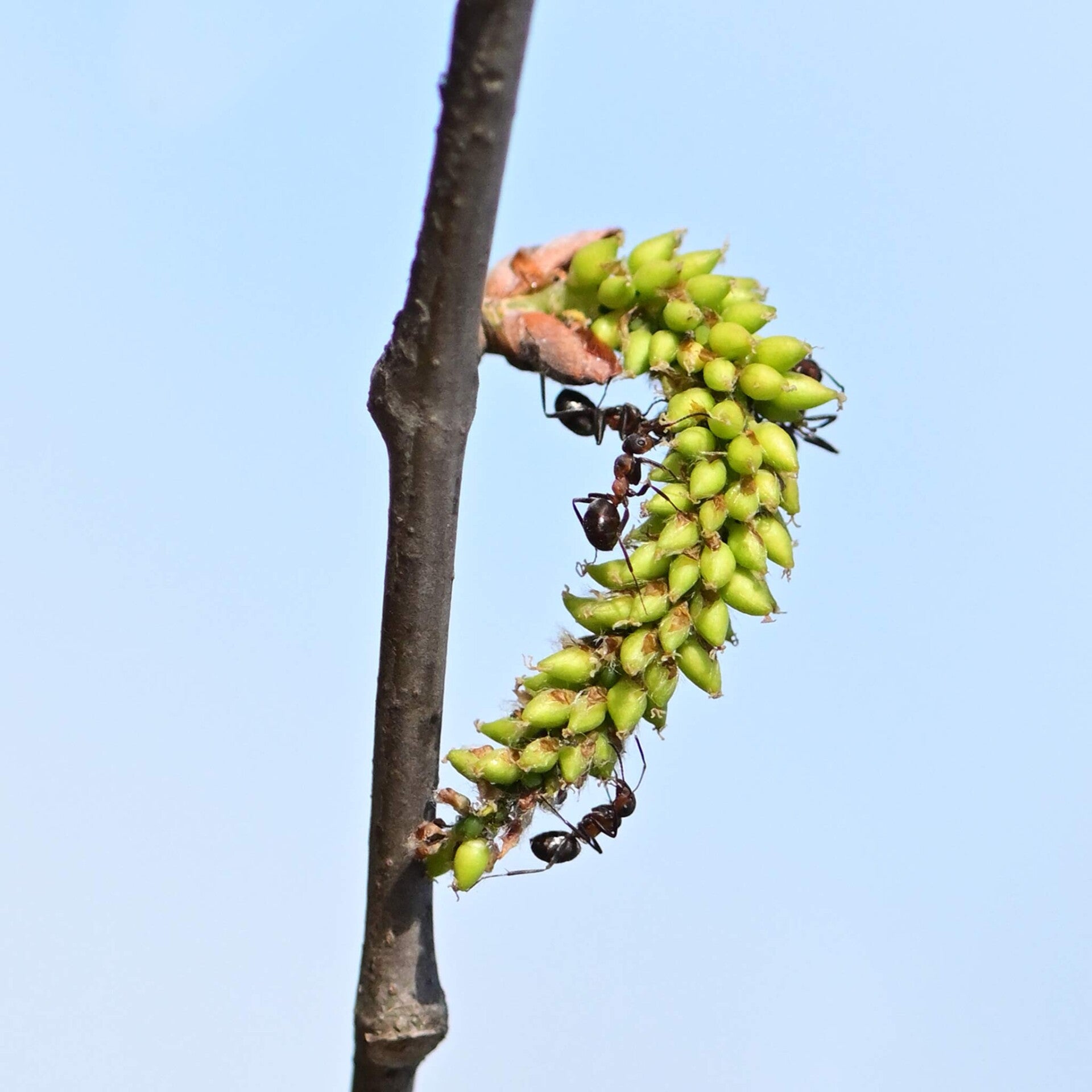 wir flattern auf heimische nachtfalter tagfalter raupen nahrungspflanzen österreich petra urbanek inge biller sabine gasparitz wirflatternauf bugs-team