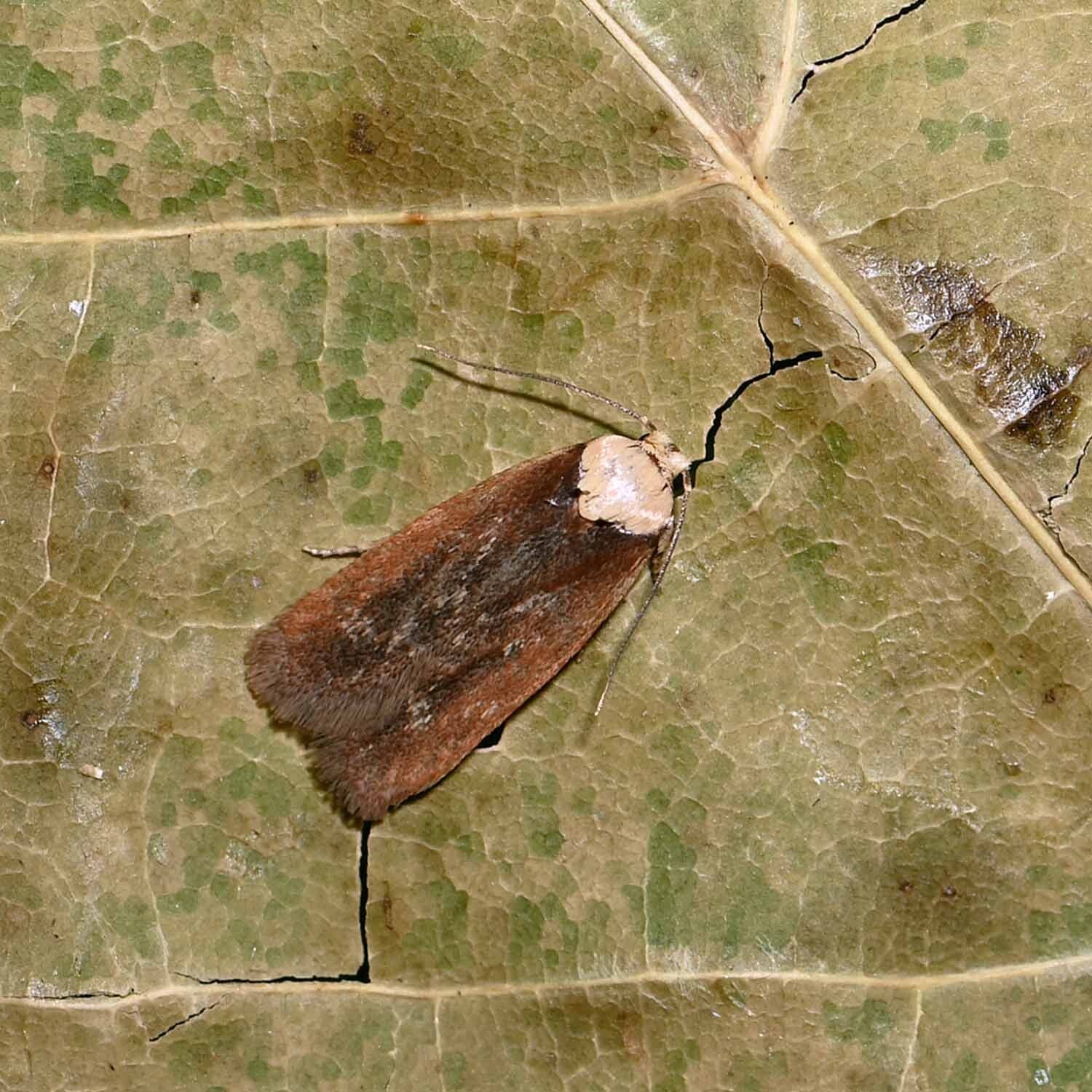 wir flattern auf heimische nachtfalter tagfalter raupen nahrungspflanzen österreich petra urbanek inge biller sabine gasparitz wirflatternauf bugs-team