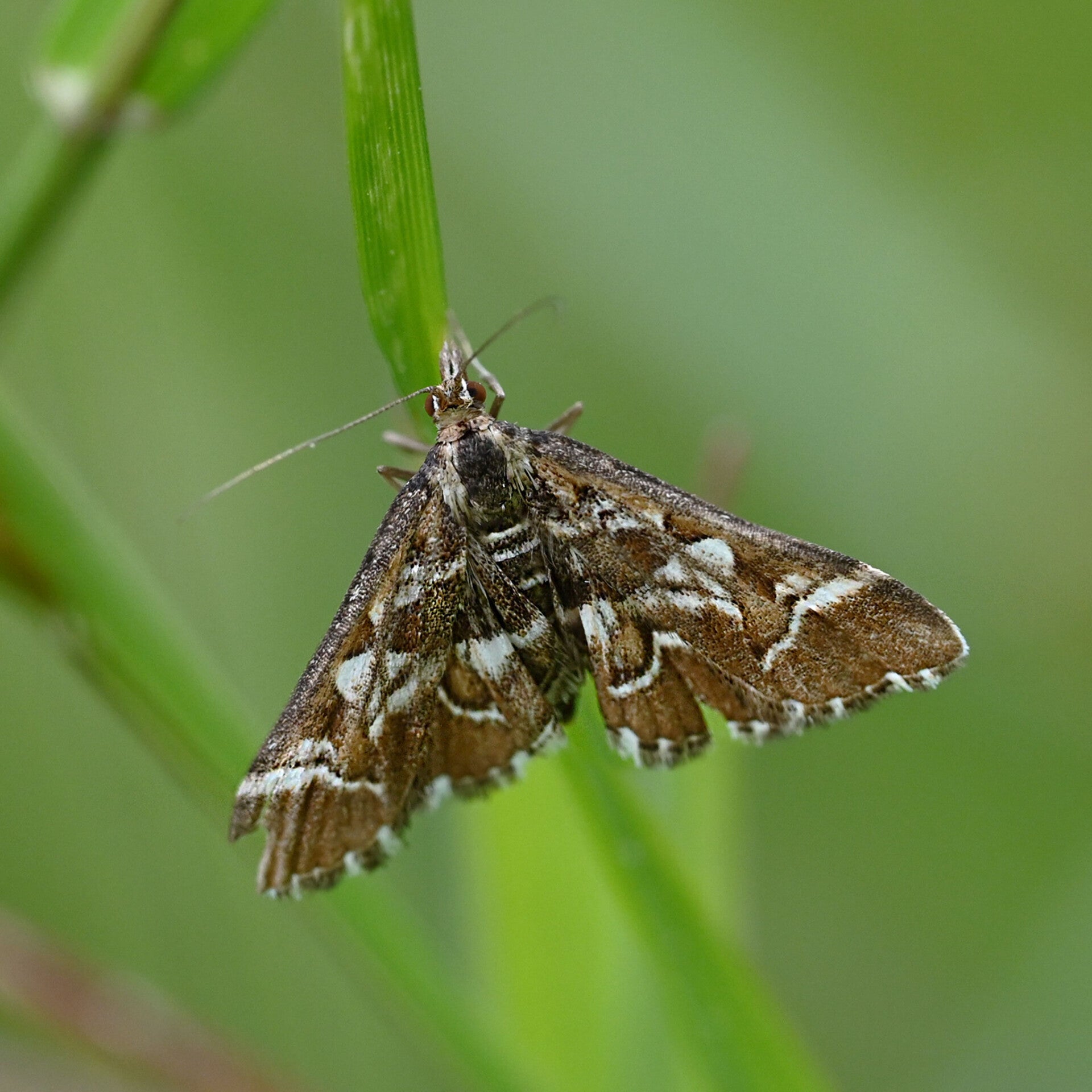 wir flattern auf heimische nachtfalter tagfalter raupen nahrungspflanzen österreich petra urbanek inge biller sabine gasparitz wirflatternauf bugs-team