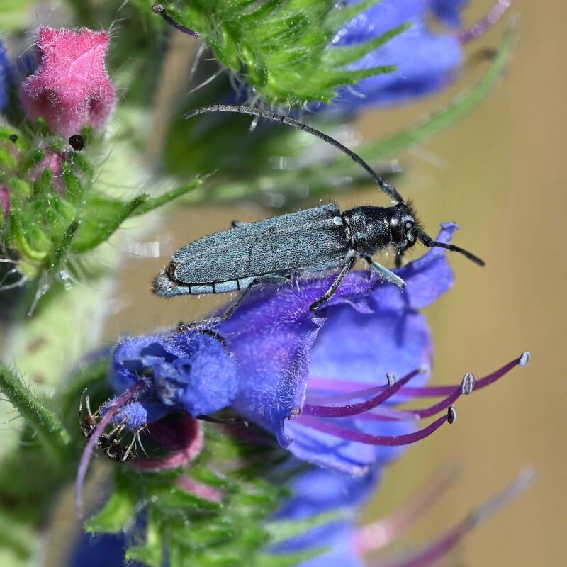 Dichtpunktierter Walzenhalsbock auf Natternkopf