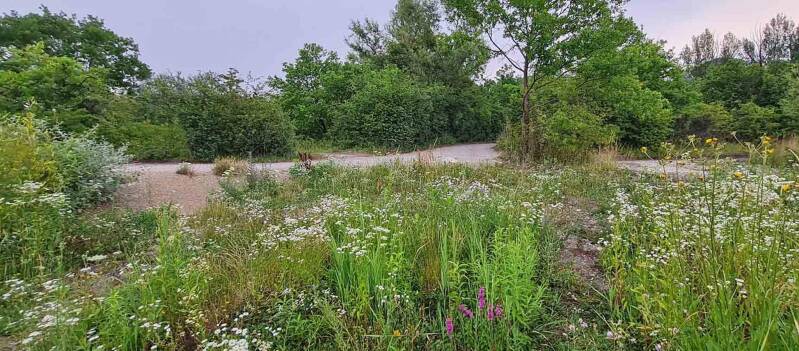 wir flattern auf heimische nachtfalter tagfalter raupen nahrungspflanzen österreich petra urbanek inge biller sabine gasparitz wirflatternauf bugs-team