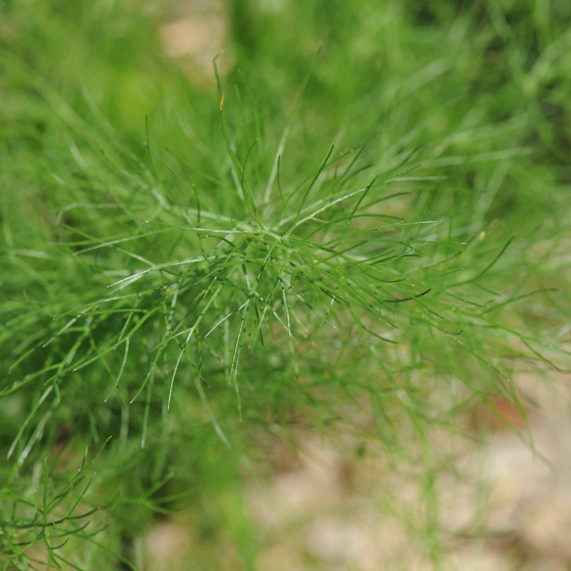 wir flattern auf heimische nachtfalter tagfalter raupen nahrungspflanzen österreich petra urbanek inge biller sabine gasparitz wirflatternauf bugs-team