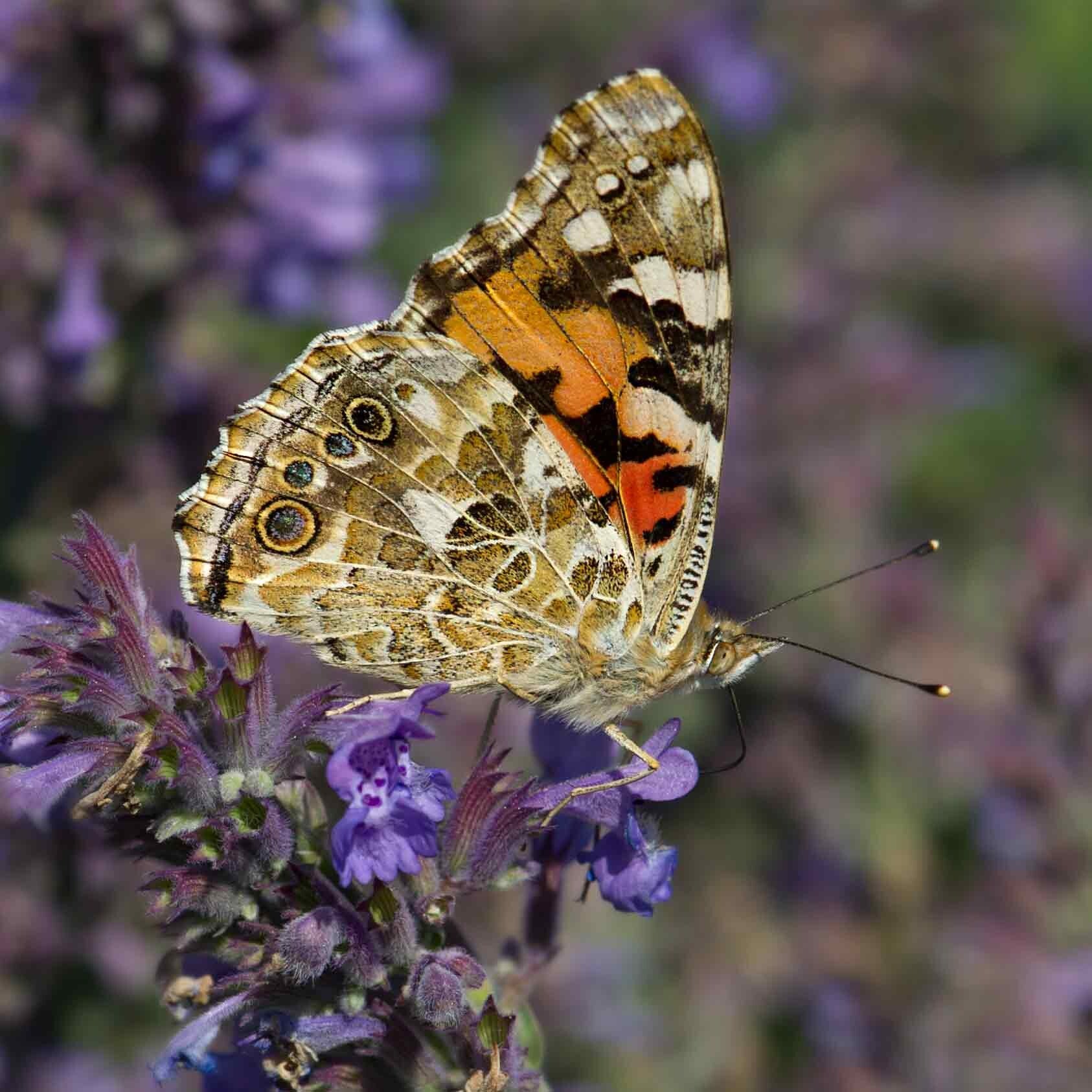 wir flattern auf heimische nachtfalter tagfalter raupen nahrungspflanzen österreich petra urbanek inge biller sabine gasparitz wirflatternauf bugs-team