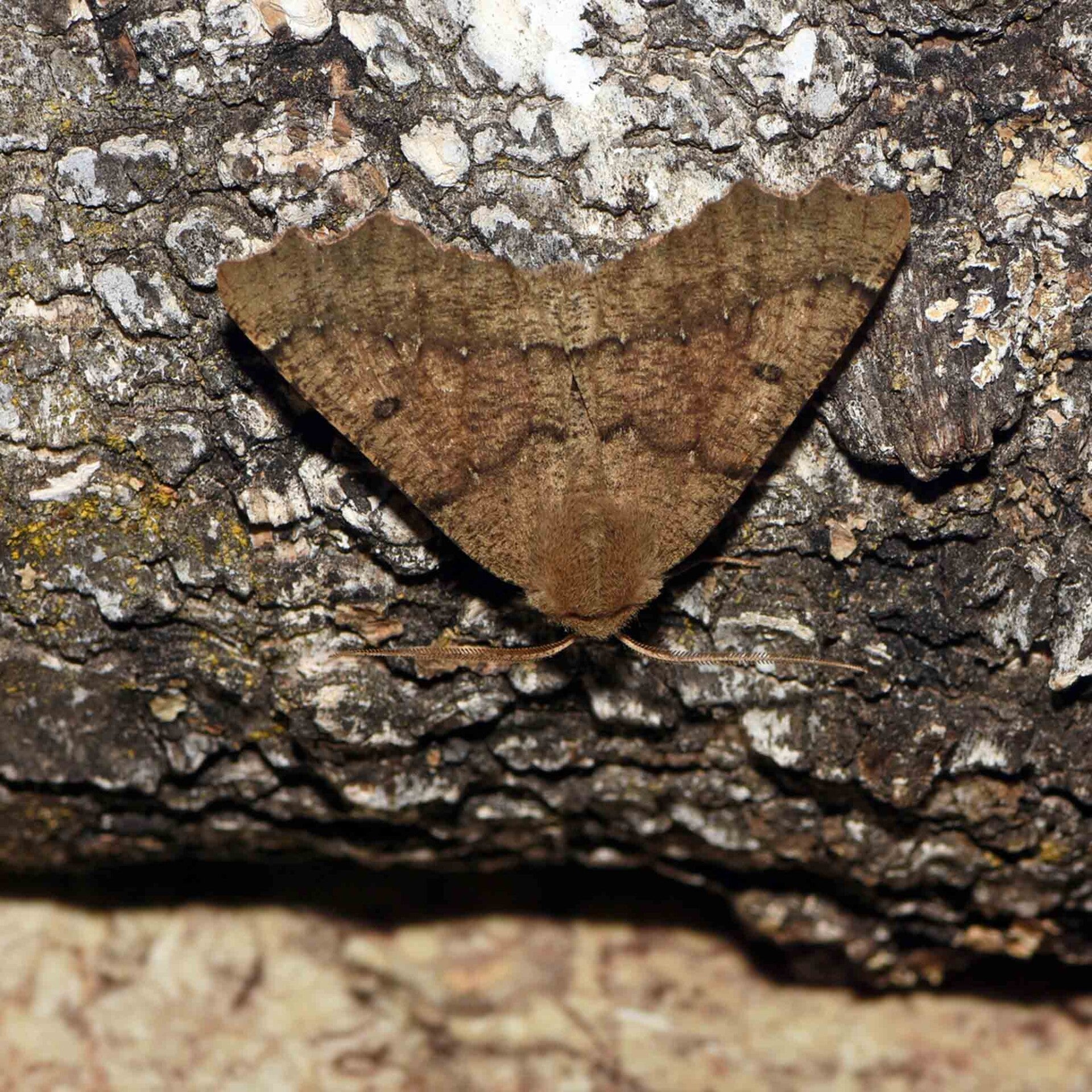 wir flattern auf heimische nachtfalter tagfalter raupen nahrungspflanzen österreich petra urbanek inge biller sabine gasparitz wirflatternauf bugs-team