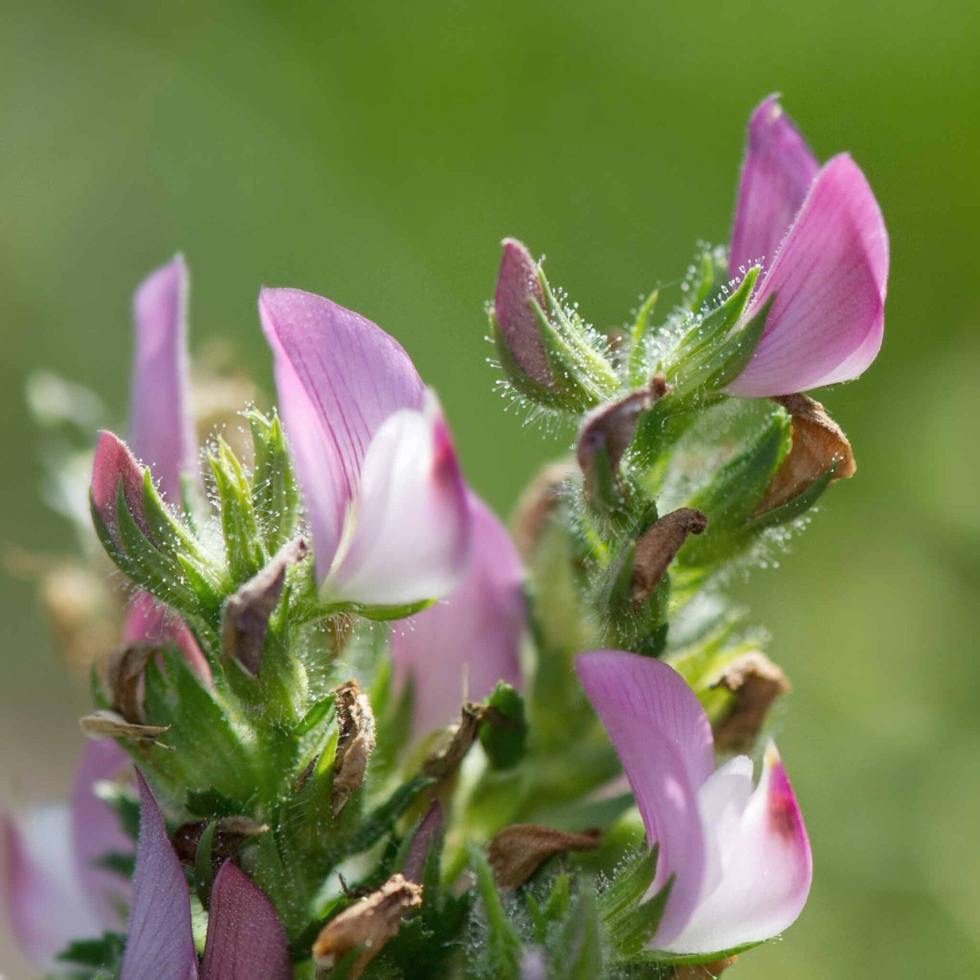 wir flattern auf heimische nachtfalter tagfalter raupen nahrungspflanzen österreich petra urbanek inge biller sabine gasparitz wirflatternauf bugs-team