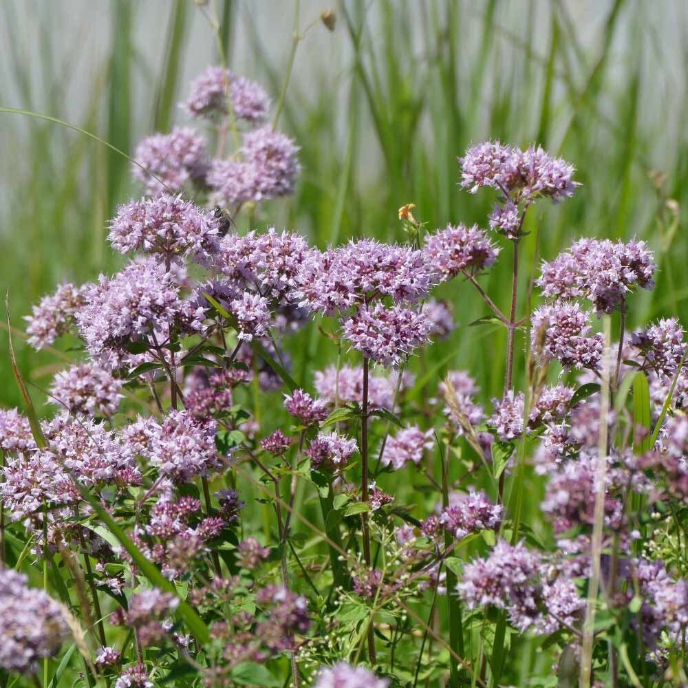 wir flattern auf heimische nachtfalter tagfalter raupen nahrungspflanzen österreich petra urbanek inge biller sabine gasparitz wirflatternauf bugs-team
