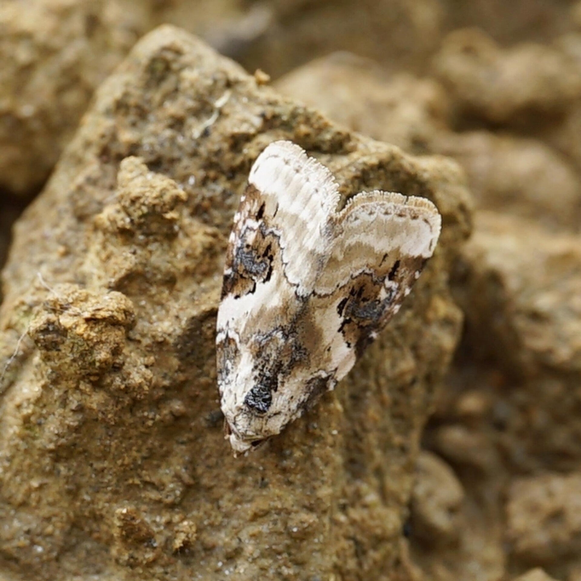 wir flattern auf heimische nachtfalter tagfalter raupen nahrungspflanzen österreich petra urbanek inge biller sabine gasparitz wirflatternauf bugs-team