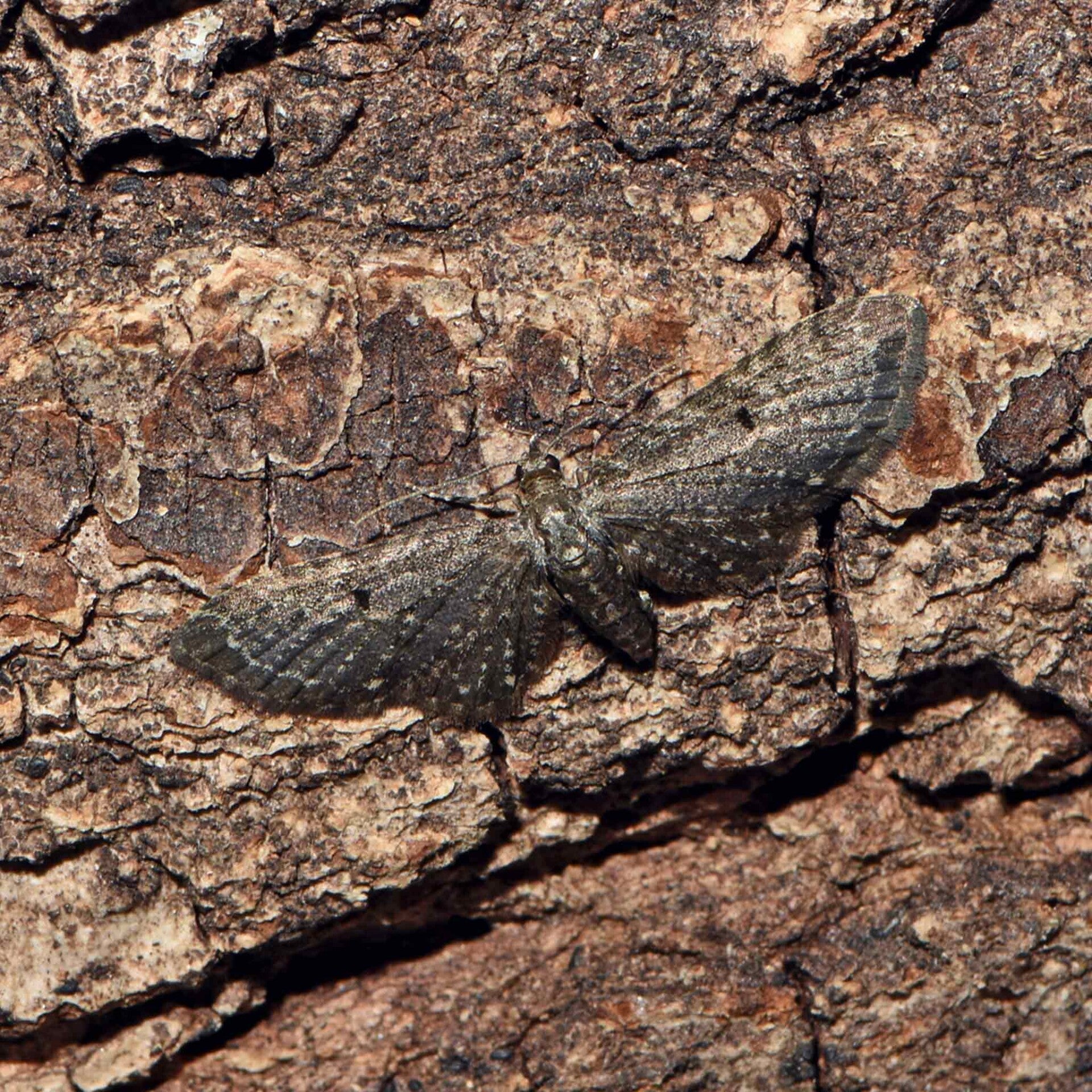 wir flattern auf heimische nachtfalter tagfalter raupen nahrungspflanzen österreich petra urbanek inge biller sabine gasparitz wirflatternauf bugs-team