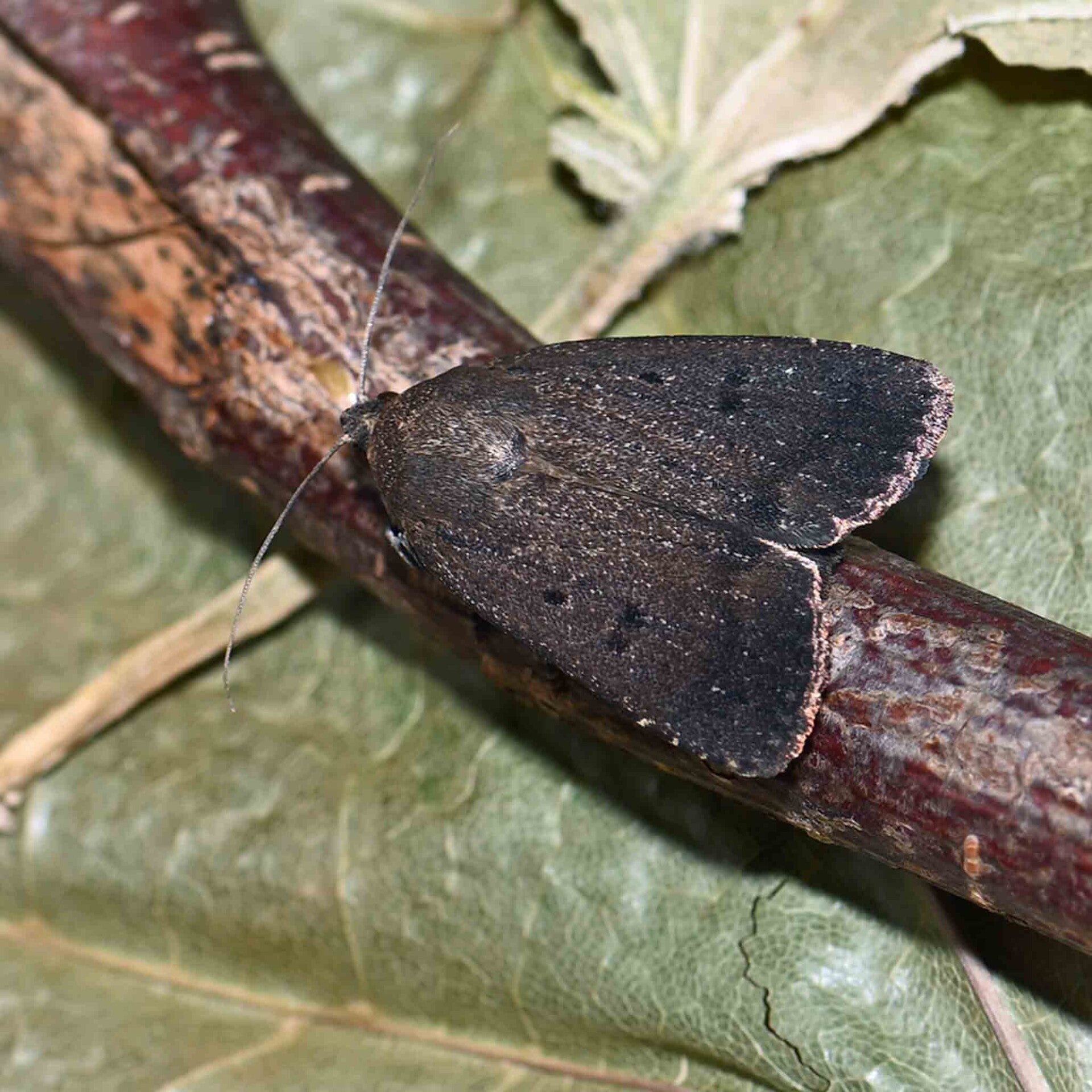 wir flattern auf heimische nachtfalter tagfalter raupen nahrungspflanzen österreich petra urbanek inge biller sabine gasparitz wirflatternauf bugs-team
