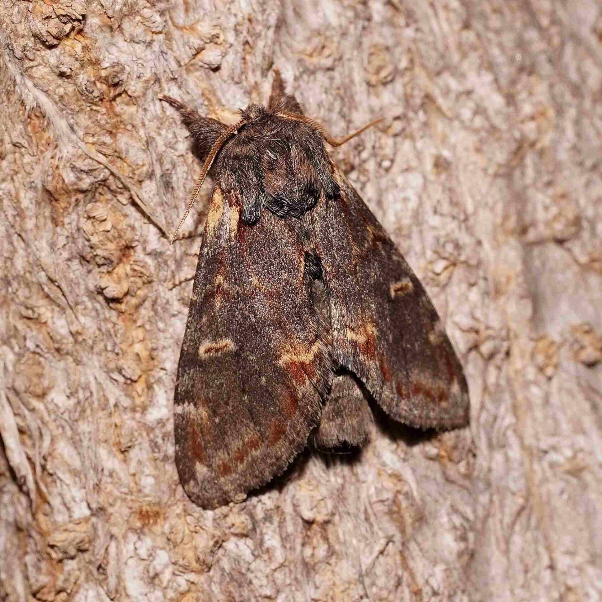 Dromedar-Zahnspinner Notodonta dromedarius wir flattern auf heimische nachtfalter tagfalter raupen nahrungspflanzen österreich petra urbanek inge biller sabine gasparitz wirflatternauf bugs-team