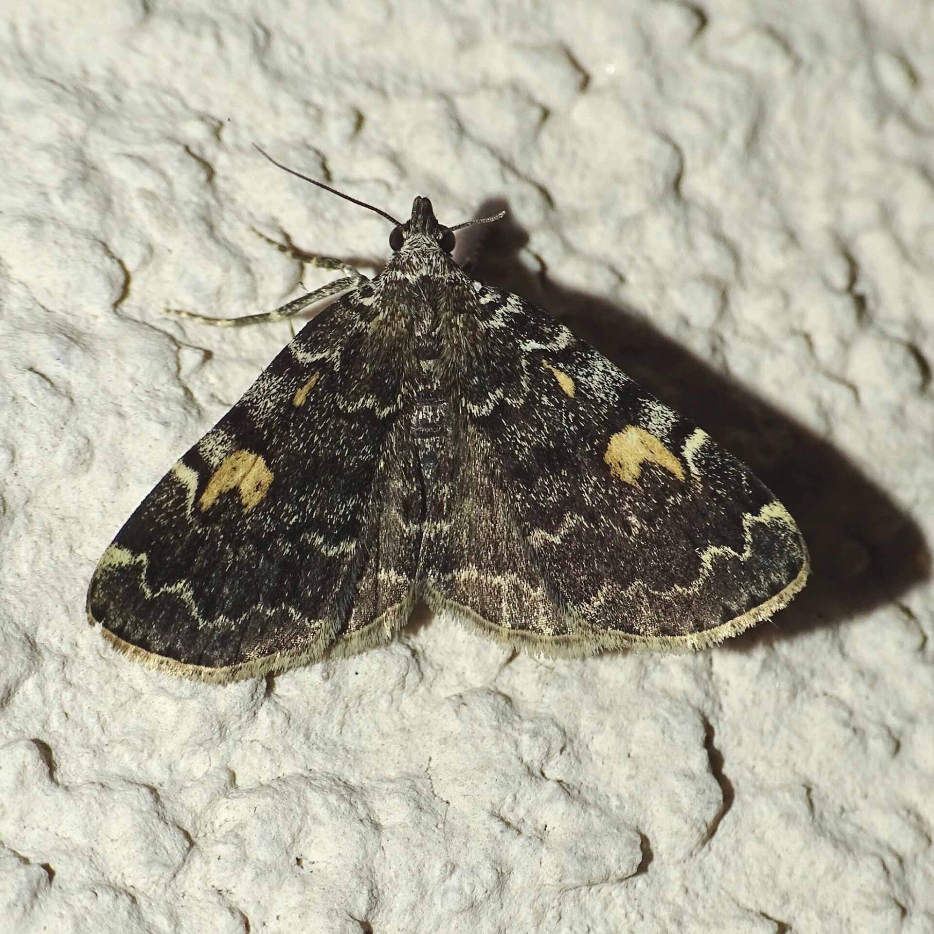 wirflatternauf wir flattern auf heimische nachtfalter tagfalter raupen nahrungspflanzen österreich petra urbanek inge biller sabine gasparitz wirflatternauf bugs-teamnachtfalter österreich urbanek biller gasparitz