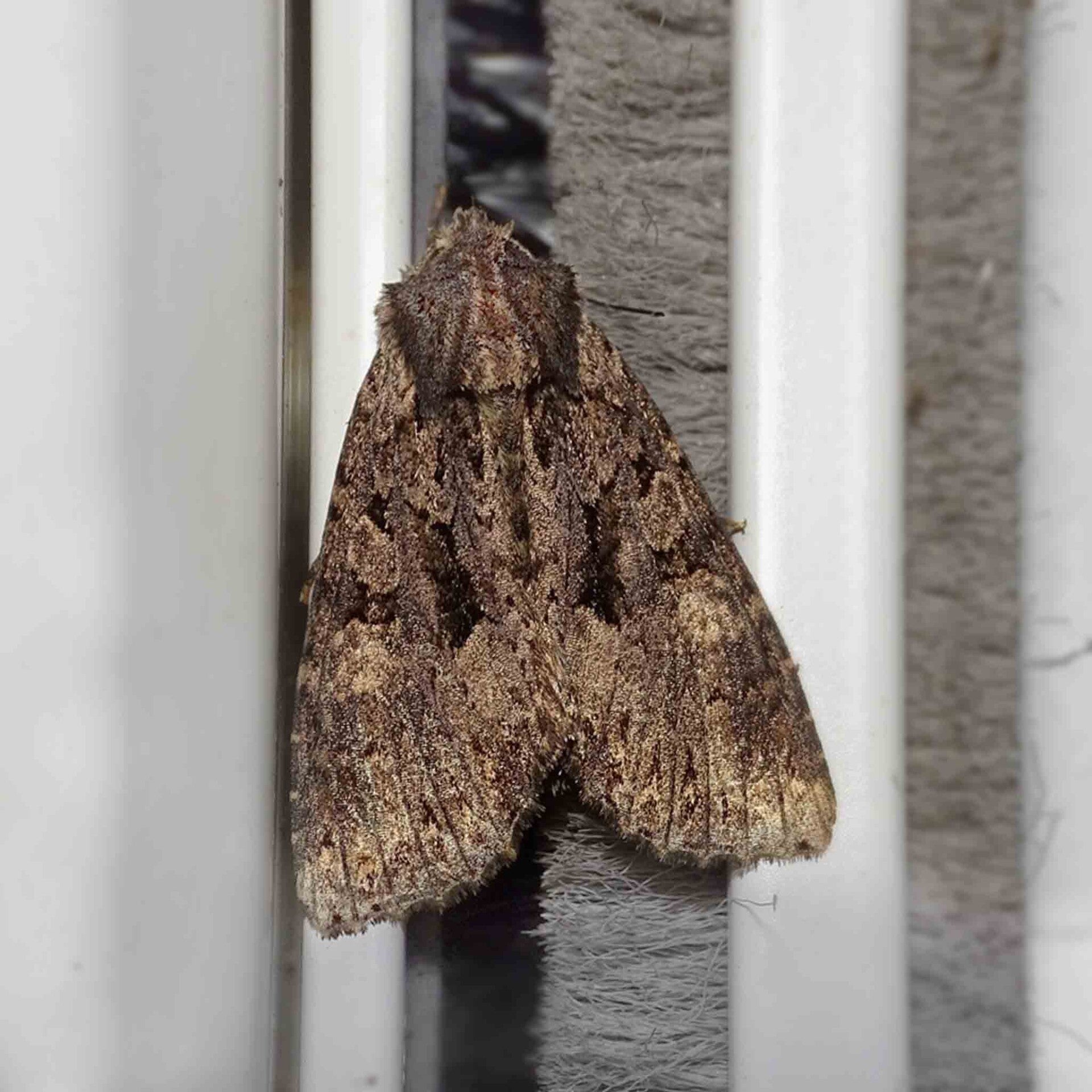 wir flattern auf heimische nachtfalter tagfalter raupen nahrungspflanzen österreich petra urbanek inge biller sabine gasparitz wirflatternauf bugs-team