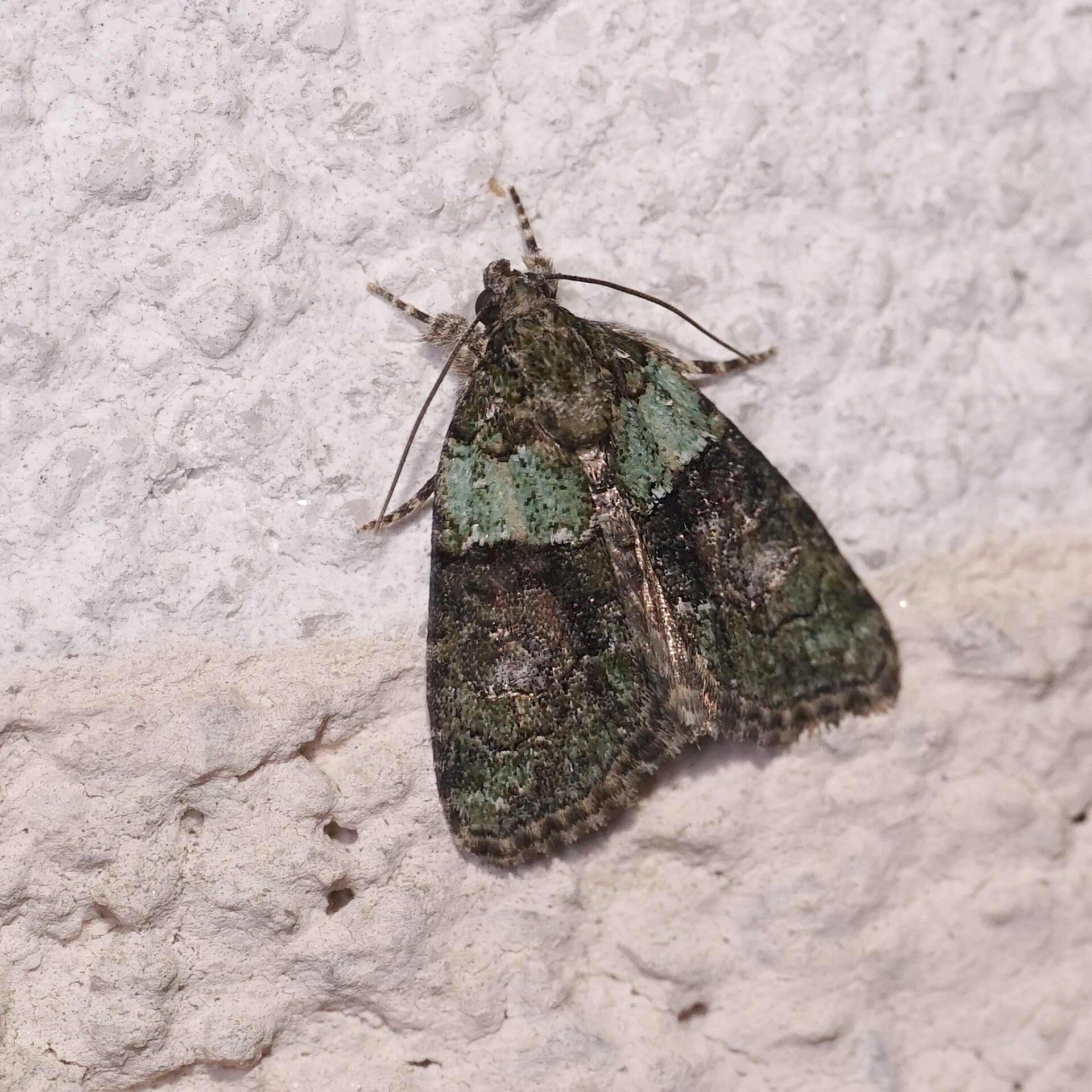 wir flattern auf heimische nachtfalter tagfalter raupen nahrungspflanzen österreich petra urbanek inge biller sabine gasparitz wirflatternauf bugs-team