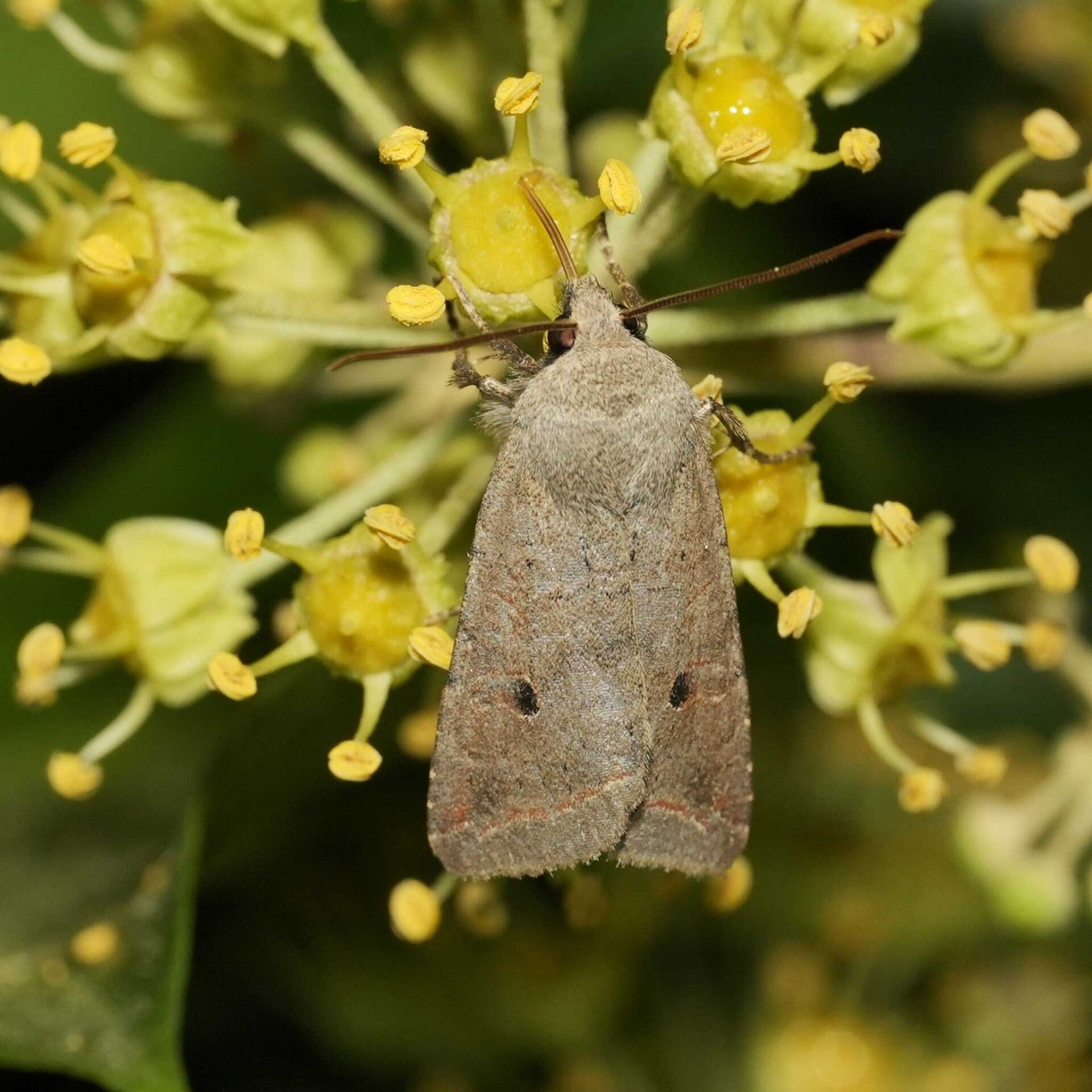 wir flattern auf heimische nachtfalter tagfalter raupen nahrungspflanzen österreich petra urbanek inge biller sabine gasparitz wirflatternauf bugs-team