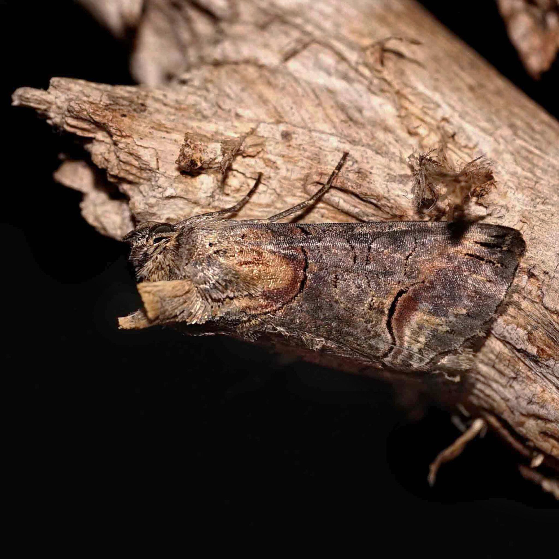 wir flattern auf heimische nachtfalter tagfalter raupen nahrungspflanzen österreich petra urbanek inge biller sabine gasparitz wirflatternauf bugs-team