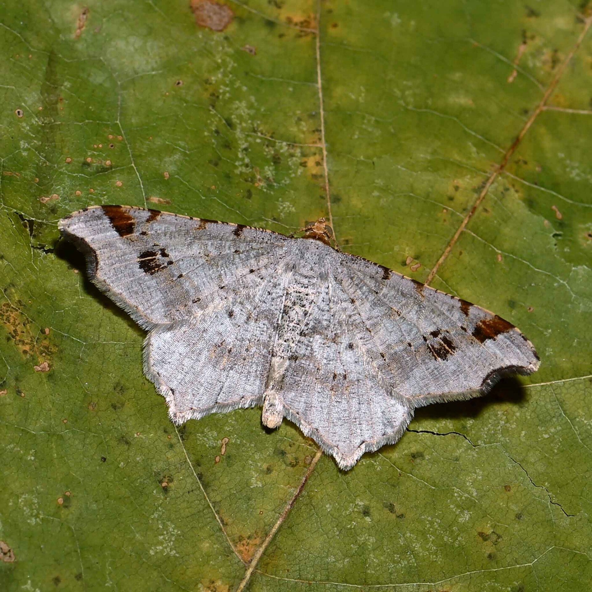wir flattern auf heimische nachtfalter tagfalter raupen nahrungspflanzen österreich petra urbanek inge biller sabine gasparitz wirflatternauf bugs-team