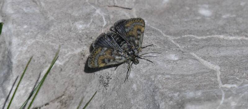 Dunkler Almen-Zünsler