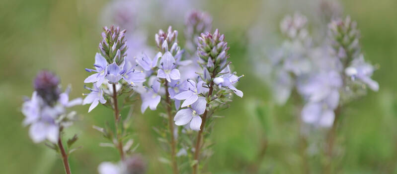 wir flattern auf heimische nachtfalter tagfalter raupen nahrungspflanzen österreich petra urbanek inge biller sabine gasparitz wirflatternauf bugs-team
