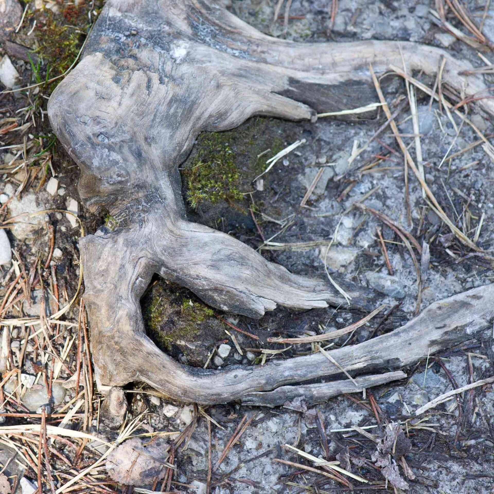 wir flattern auf heimische nachtfalter tagfalter raupen nahrungspflanzen österreich petra urbanek inge biller sabine gasparitz wirflatternauf bugs-team