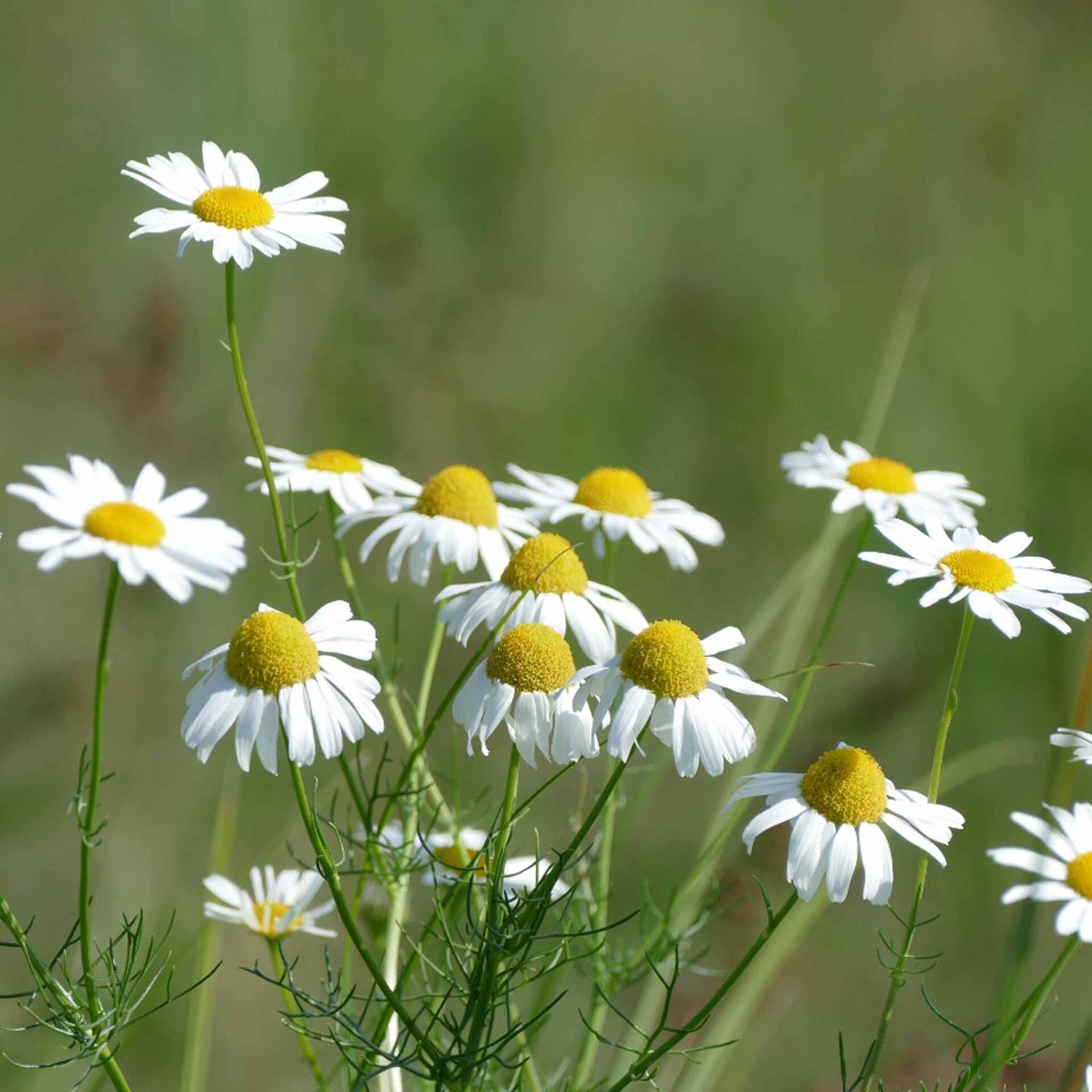 wir flattern auf heimische nachtfalter tagfalter raupen nahrungspflanzen österreich petra urbanek inge biller sabine gasparitz wirflatternauf bugs-team