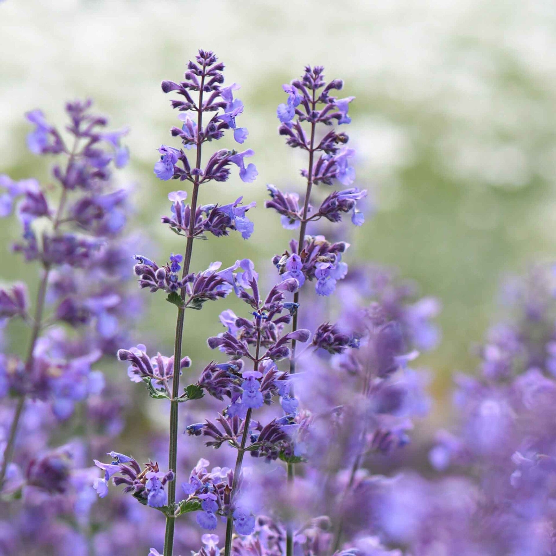 wir flattern auf heimische nachtfalter tagfalter raupen nahrungspflanzen österreich petra urbanek inge biller sabine gasparitz wirflatternauf bugs-team