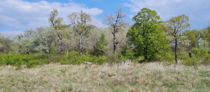 wir flattern auf heimische nachtfalter tagfalter raupen nahrungspflanzen österreich petra urbanek inge biller sabine gasparitz wirflatternauf bugs-team