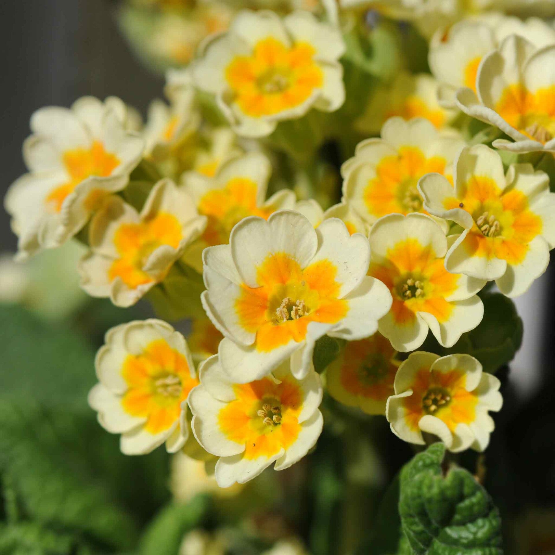 wir flattern auf heimische nachtfalter tagfalter raupen nahrungspflanzen österreich petra urbanek inge biller sabine gasparitz wirflatternauf bugs-team