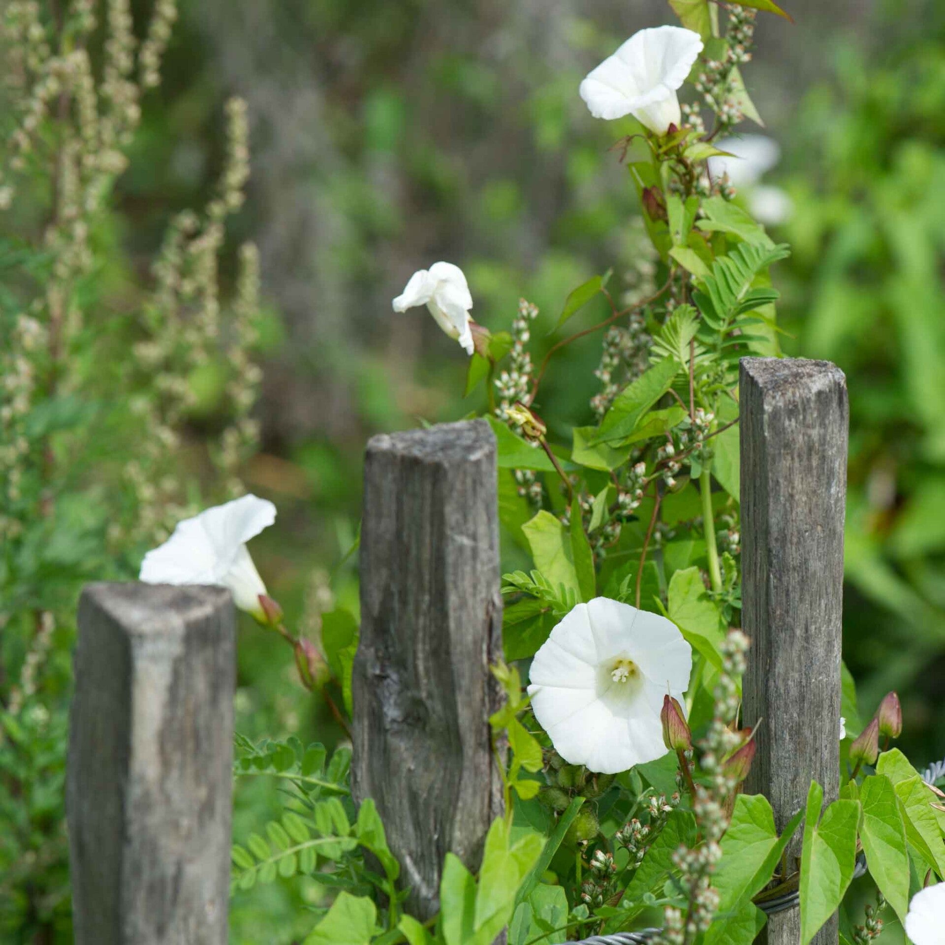 wir flattern auf heimische nachtfalter tagfalter raupen nahrungspflanzen österreich petra urbanek inge biller sabine gasparitz wirflatternauf bugs-team