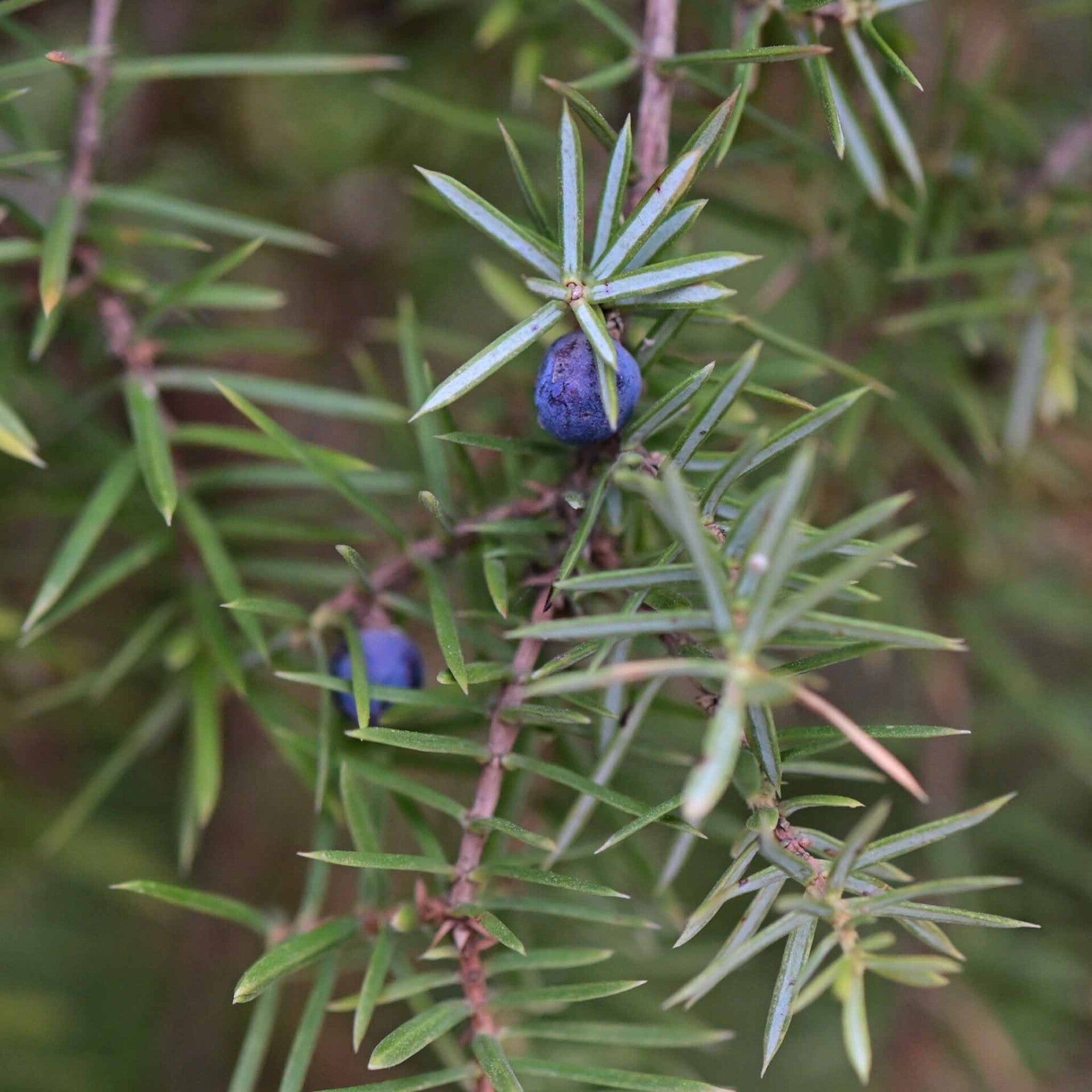 wir flattern auf heimische nachtfalter tagfalter raupen nahrungspflanzen österreich petra urbanek inge biller sabine gasparitz wirflatternauf bugs-team