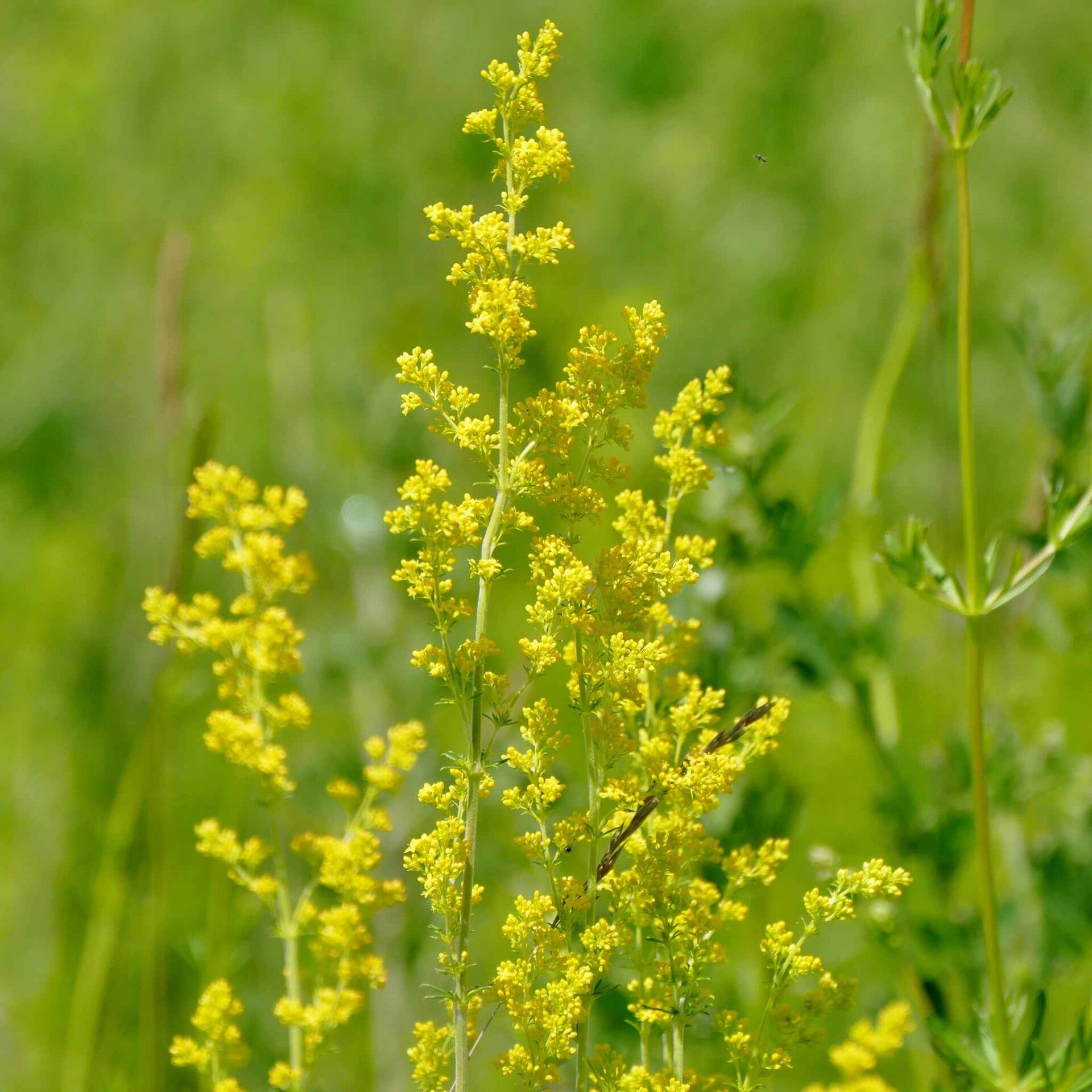 wir flattern auf heimische nachtfalter tagfalter raupen nahrungspflanzen österreich petra urbanek inge biller sabine gasparitz wirflatternauf bugs-team
