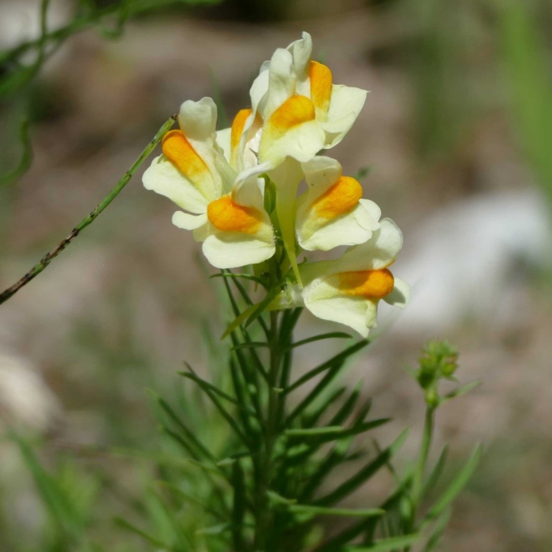 wir flattern auf heimische nachtfalter tagfalter raupen nahrungspflanzen österreich petra urbanek inge biller sabine gasparitz wirflatternauf bugs-team