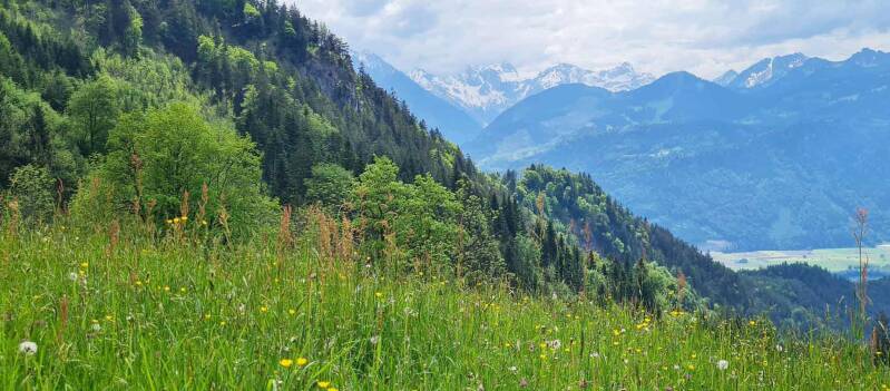 wir flattern auf heimische nachtfalter tagfalter raupen nahrungspflanzen österreich petra urbanek inge biller sabine gasparitz wirflatternauf bugs-team