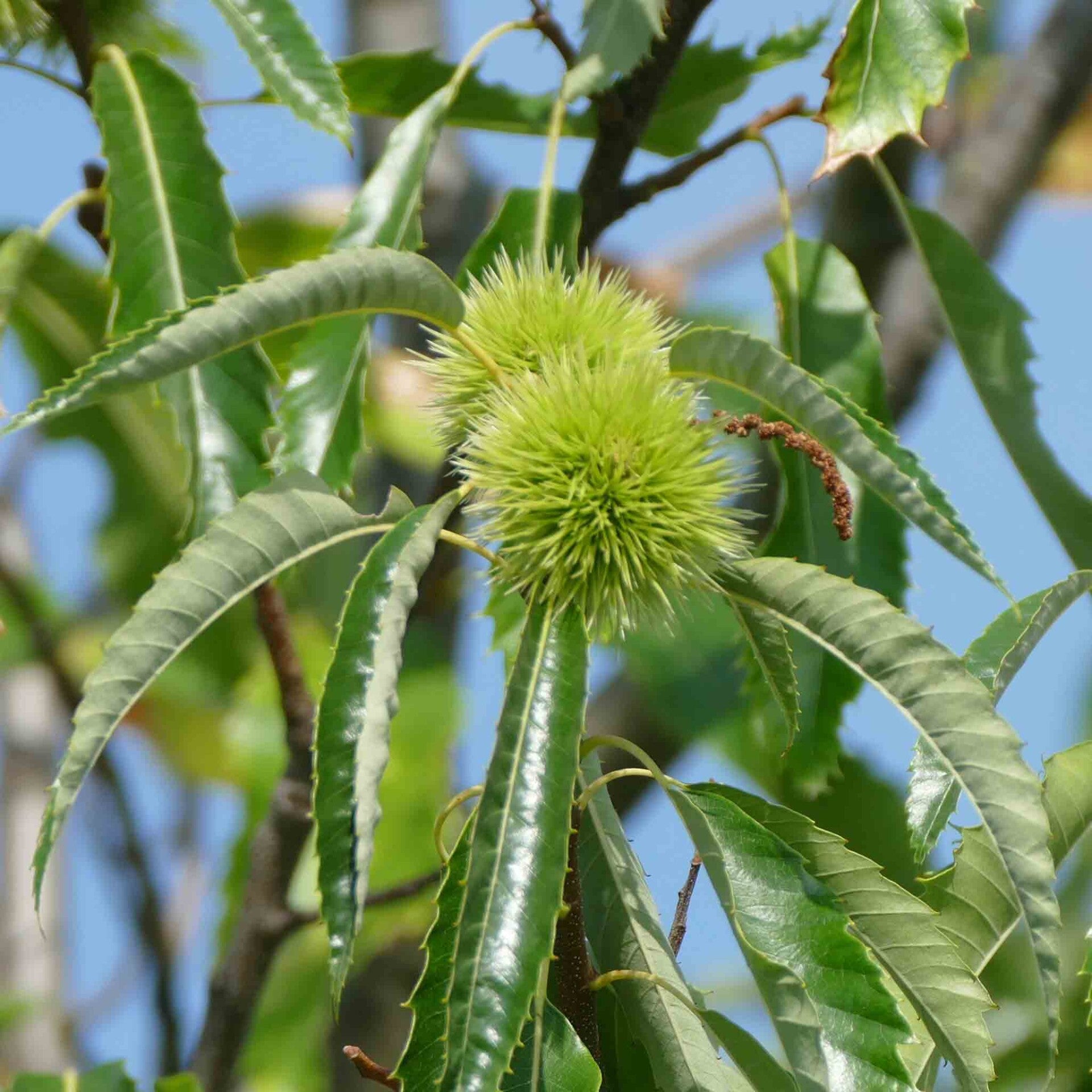 wir flattern auf heimische nachtfalter tagfalter raupen nahrungspflanzen österreich petra urbanek inge biller sabine gasparitz wirflatternauf bugs-team