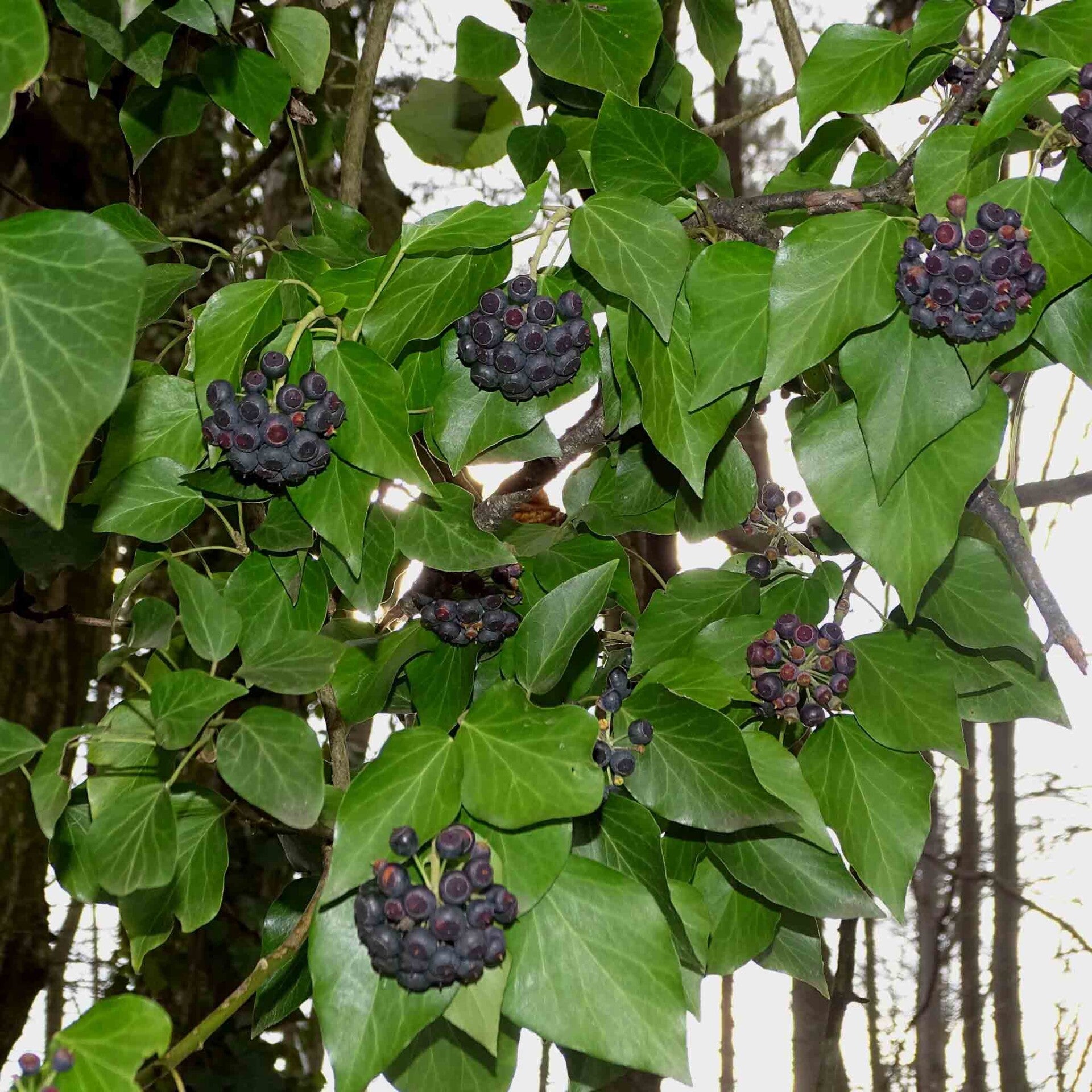 wir flattern auf heimische nachtfalter tagfalter raupen nahrungspflanzen österreich petra urbanek inge biller sabine gasparitz wirflatternauf bugs-team