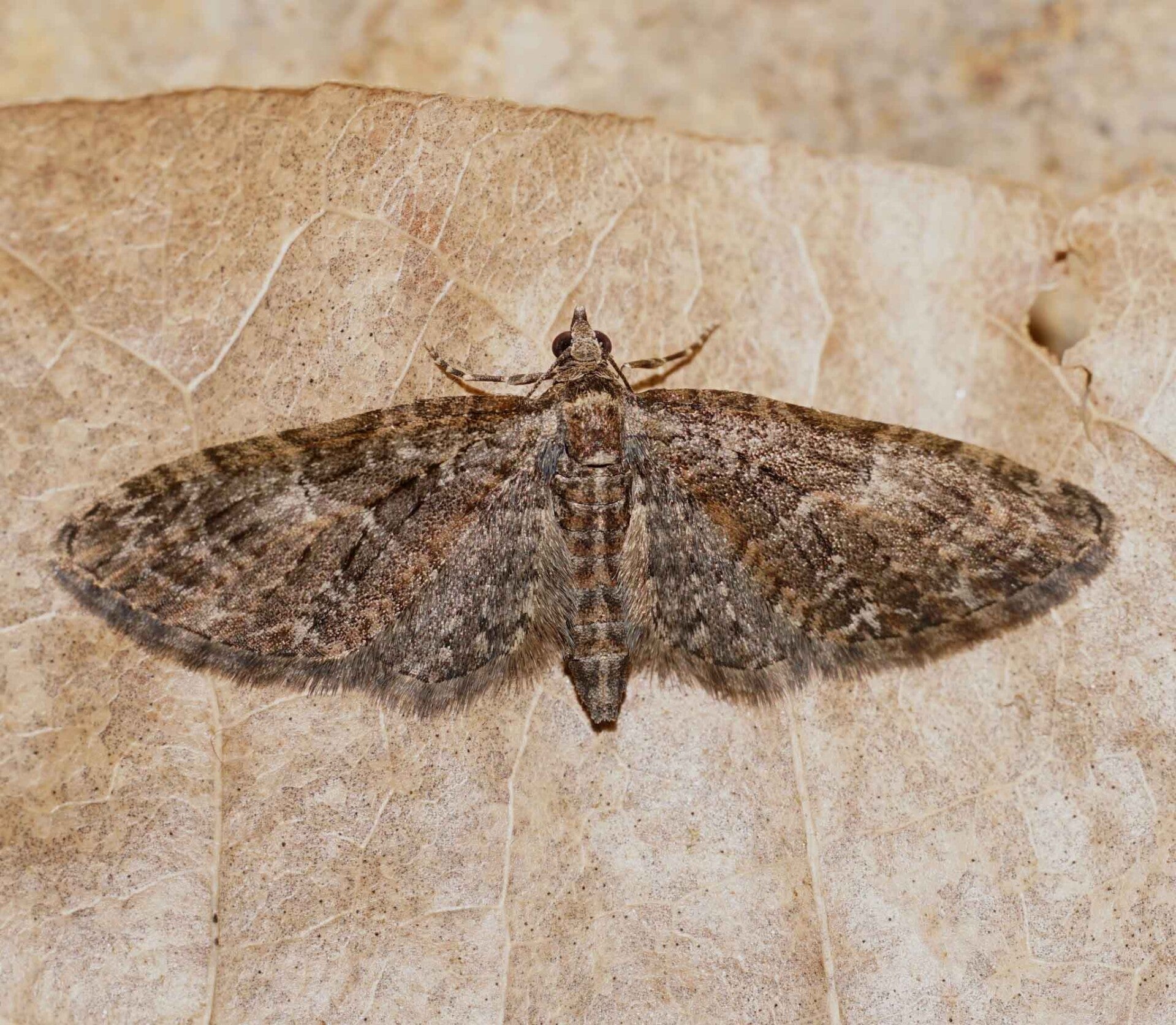 wir flattern auf heimische nachtfalter tagfalter raupen nahrungspflanzen österreich petra urbanek inge biller sabine gasparitz wirflatternauf bugs-team