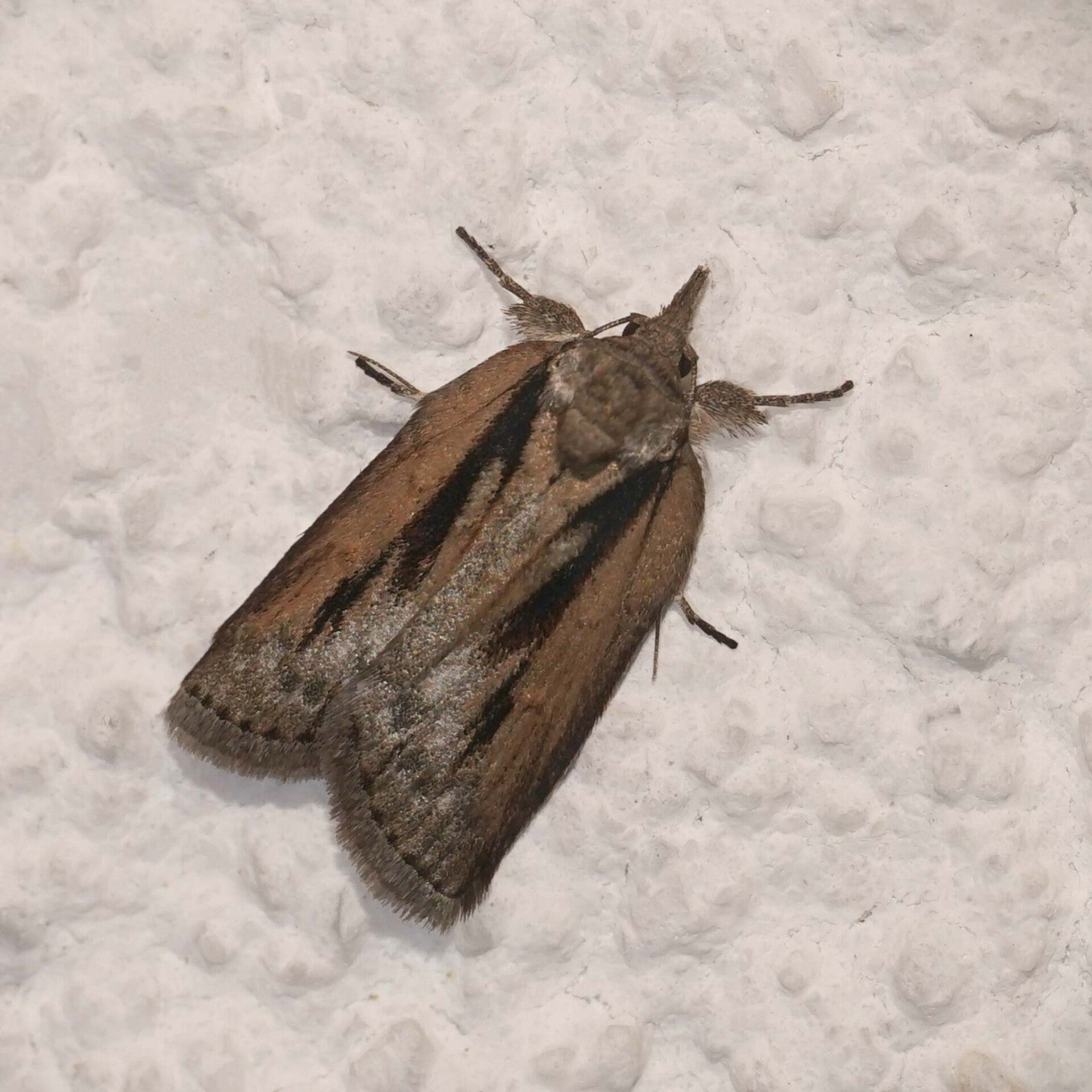 wir flattern auf heimische nachtfalter tagfalter raupen nahrungspflanzen österreich petra urbanek inge biller sabine gasparitz wirflatternauf bugs-team