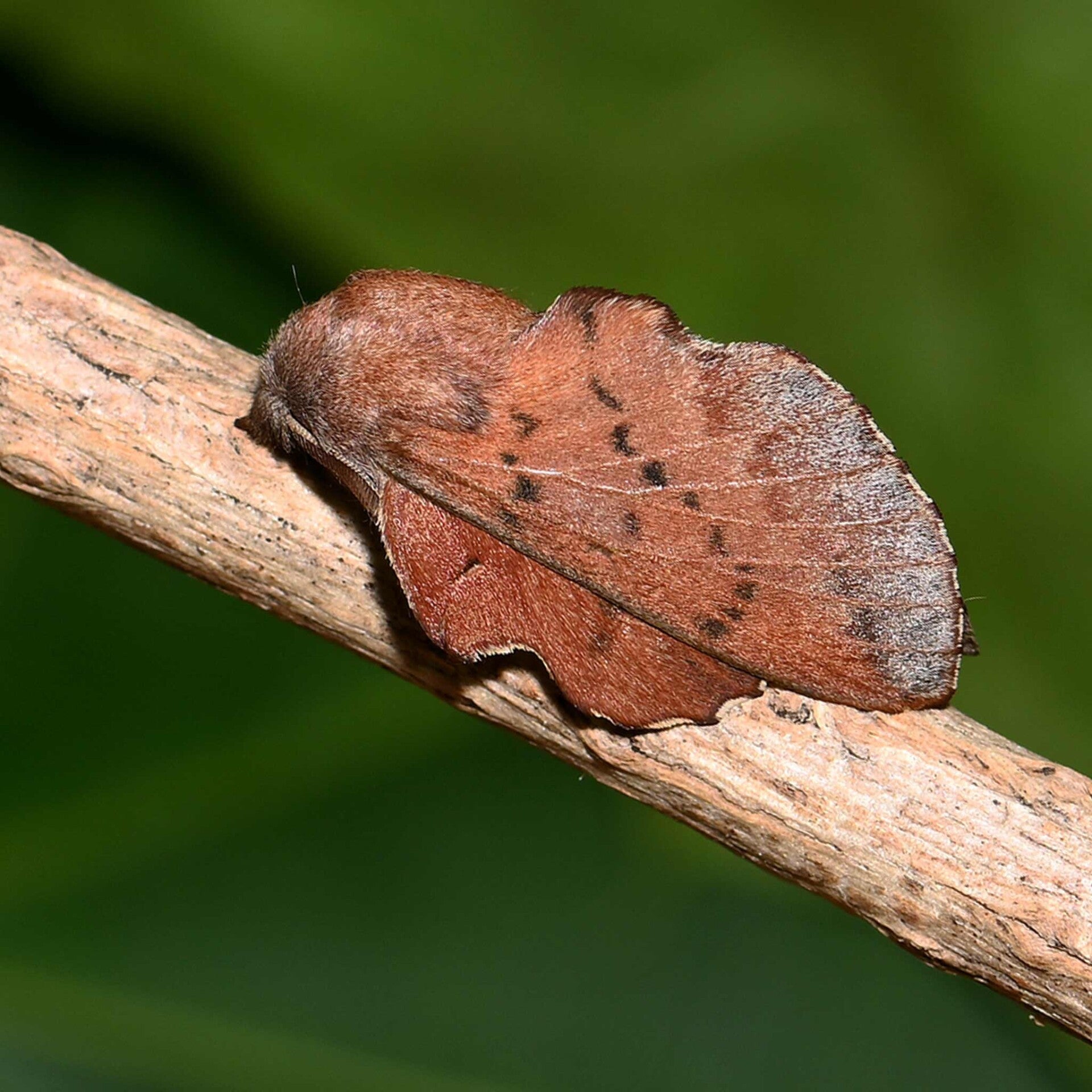 wir flattern auf heimische nachtfalter tagfalter raupen nahrungspflanzen österreich petra urbanek inge biller sabine gasparitz wirflatternauf bugs-team