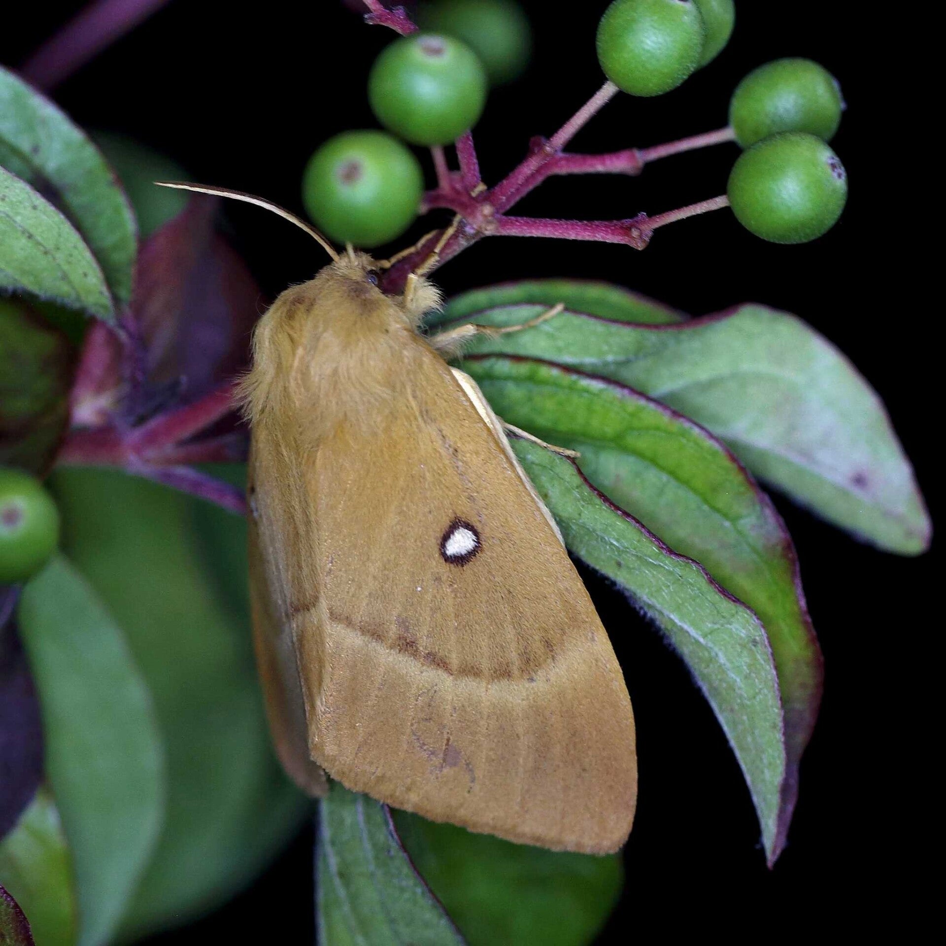 wir flattern auf heimische nachtfalter tagfalter raupen nahrungspflanzen österreich petra urbanek inge biller sabine gasparitz wirflatternauf bugs-team