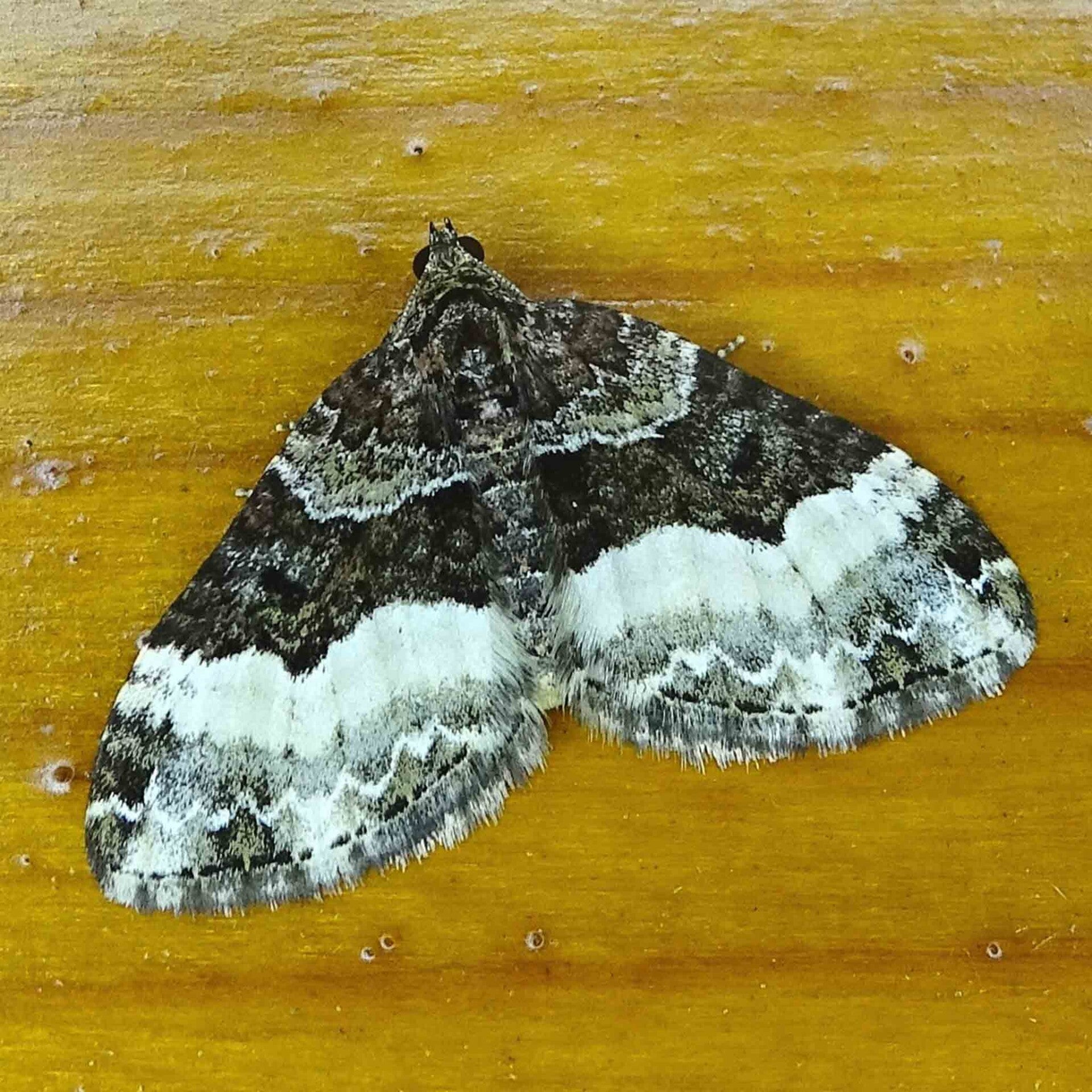 wir flattern auf heimische nachtfalter tagfalter raupen nahrungspflanzen österreich petra urbanek inge biller sabine gasparitz wirflatternauf bugs-team