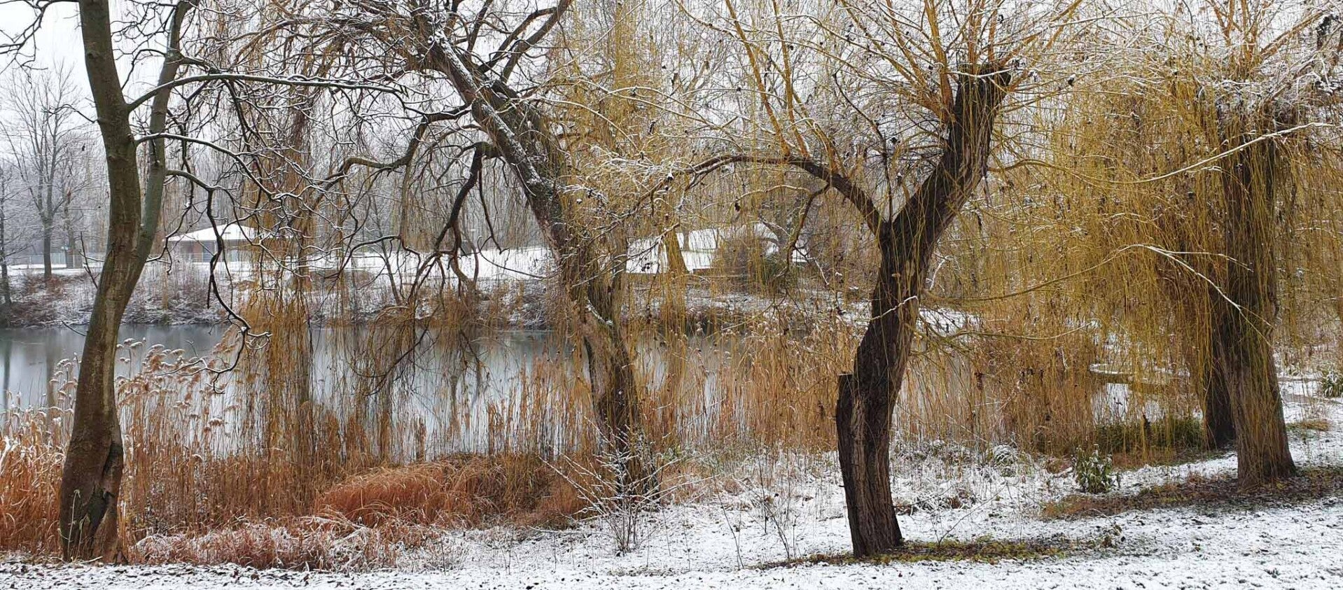 wir flattern auf heimische nachtfalter tagfalter raupen nahrungspflanzen österreich petra urbanek inge biller sabine gasparitz wirflatternauf bugs-team