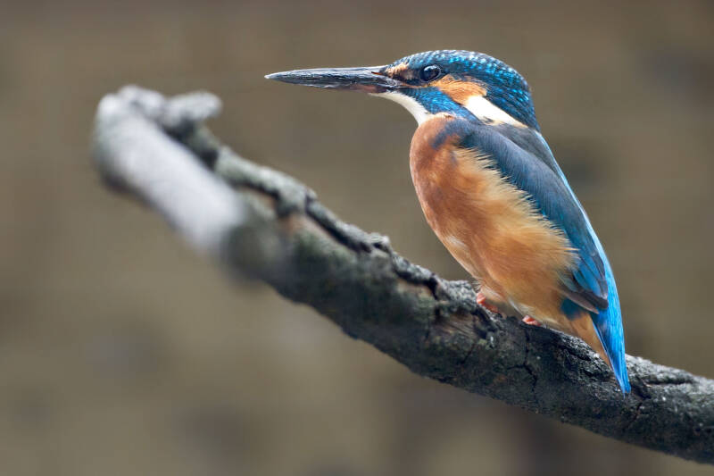 Eisvogel