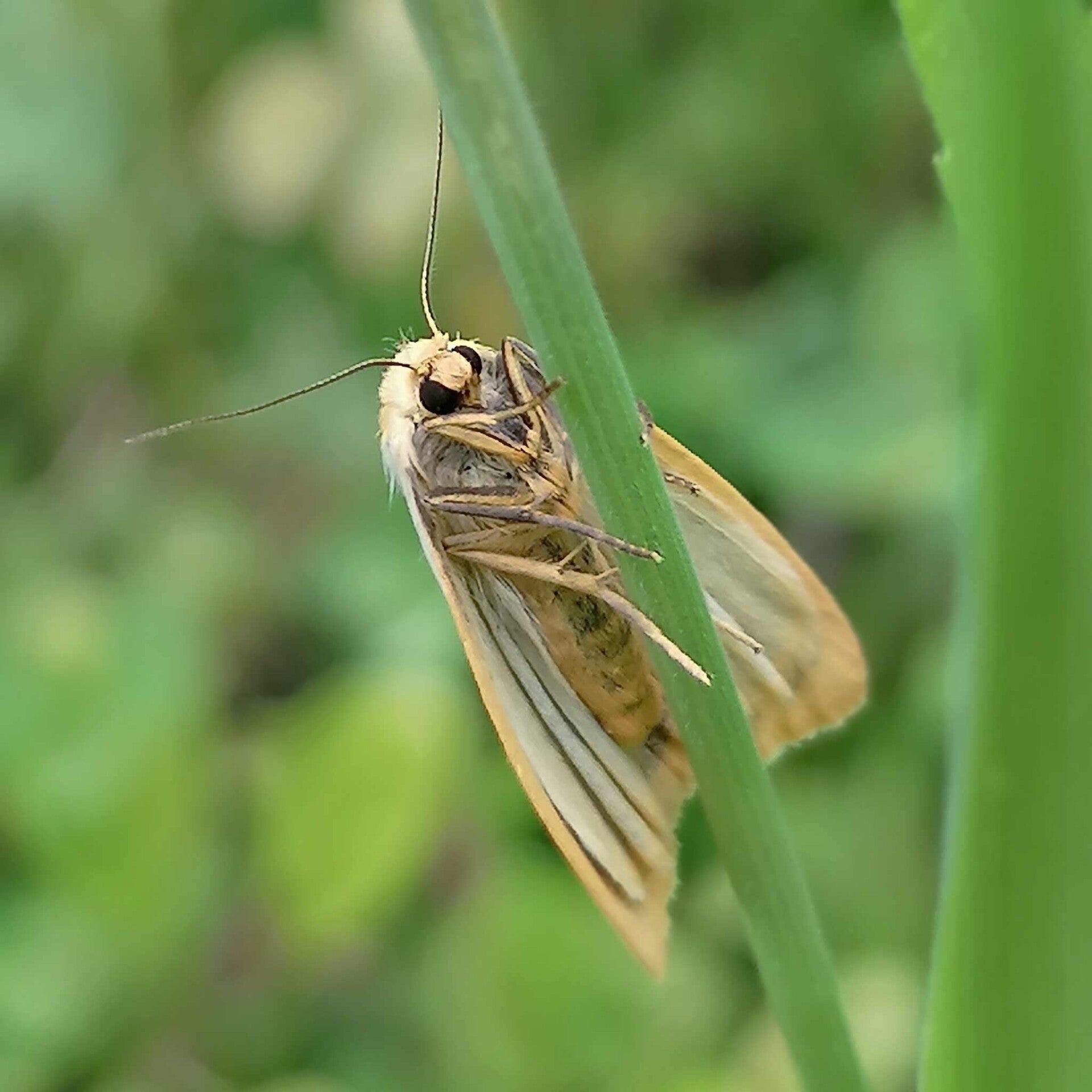 wir flattern auf heimische nachtfalter tagfalter raupen nahrungspflanzen österreich petra urbanek inge biller sabine gasparitz wirflatternauf bugs-team