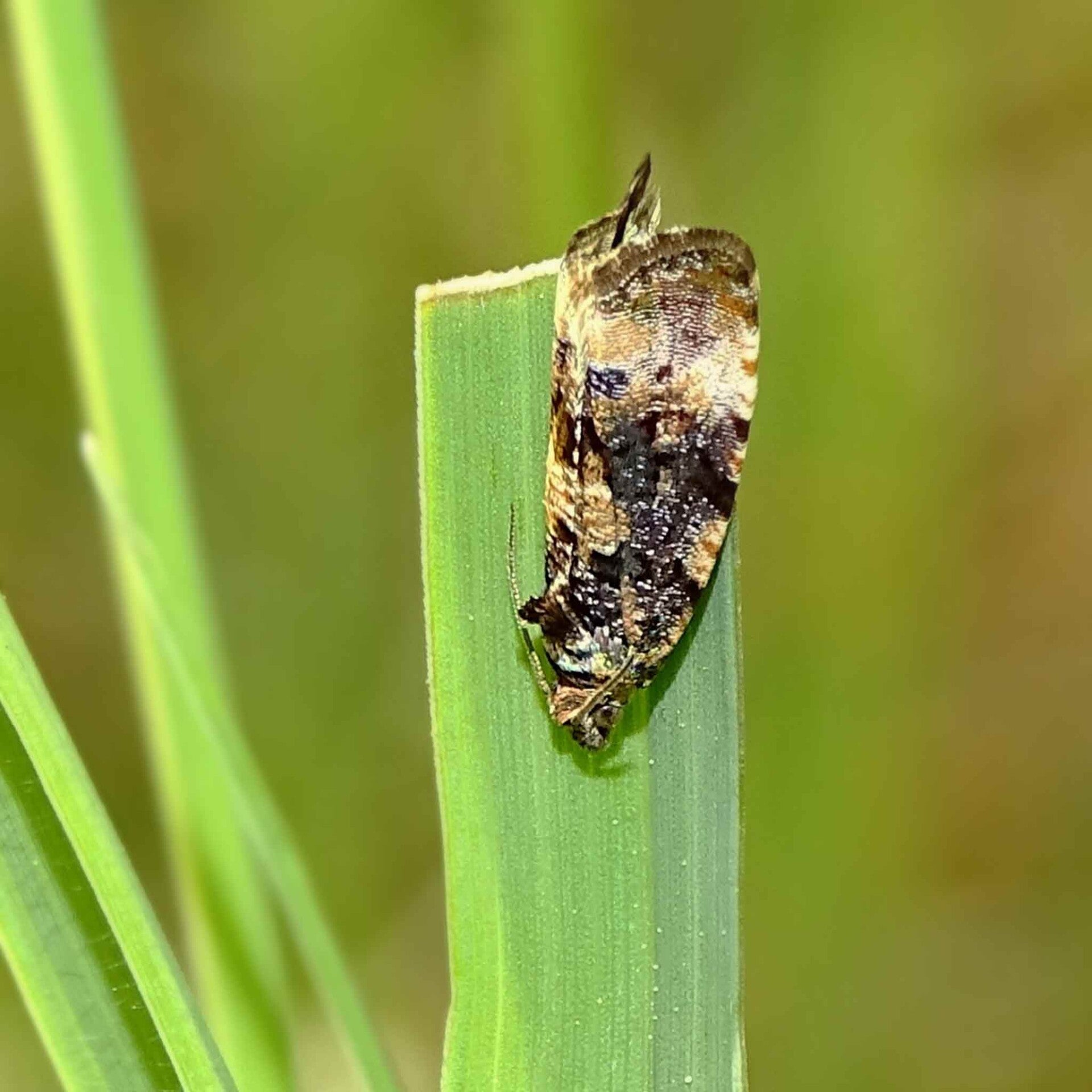 wir flattern auf heimische nachtfalter tagfalter raupen nahrungspflanzen österreich petra urbanek inge biller sabine gasparitz wirflatternauf bugs-team