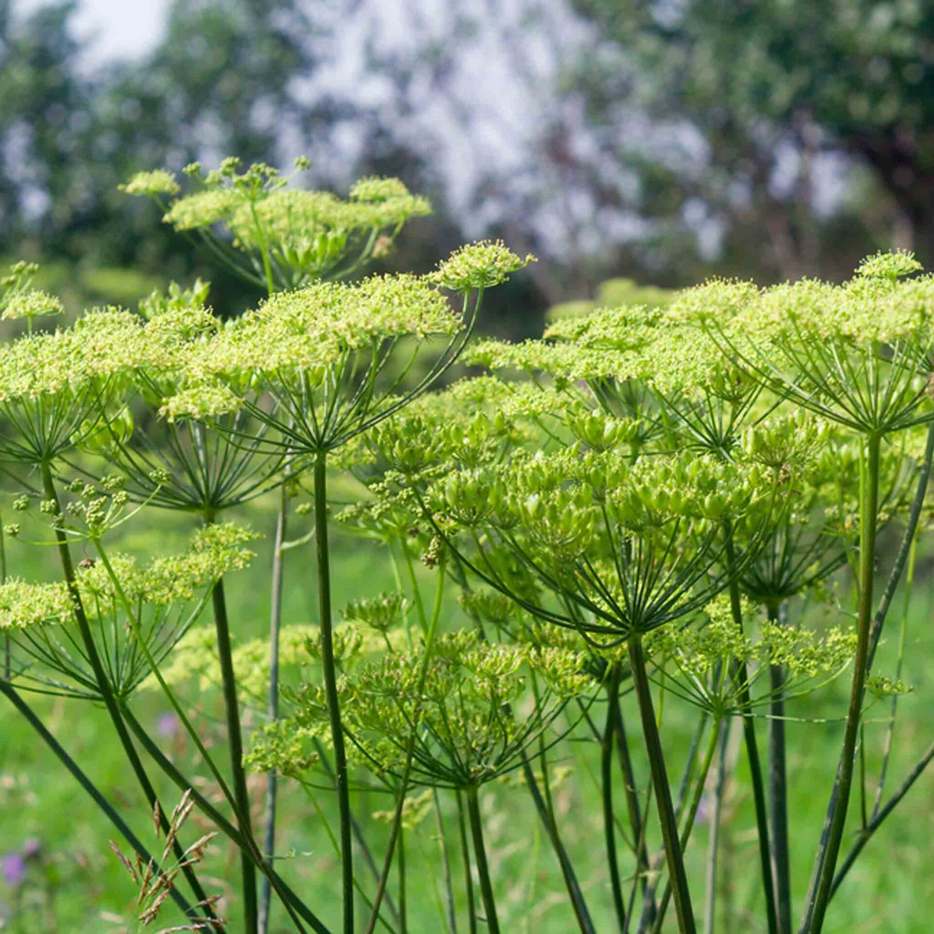 wir flattern auf heimische nachtfalter tagfalter raupen nahrungspflanzen österreich petra urbanek inge biller sabine gasparitz wirflatternauf bugs-team