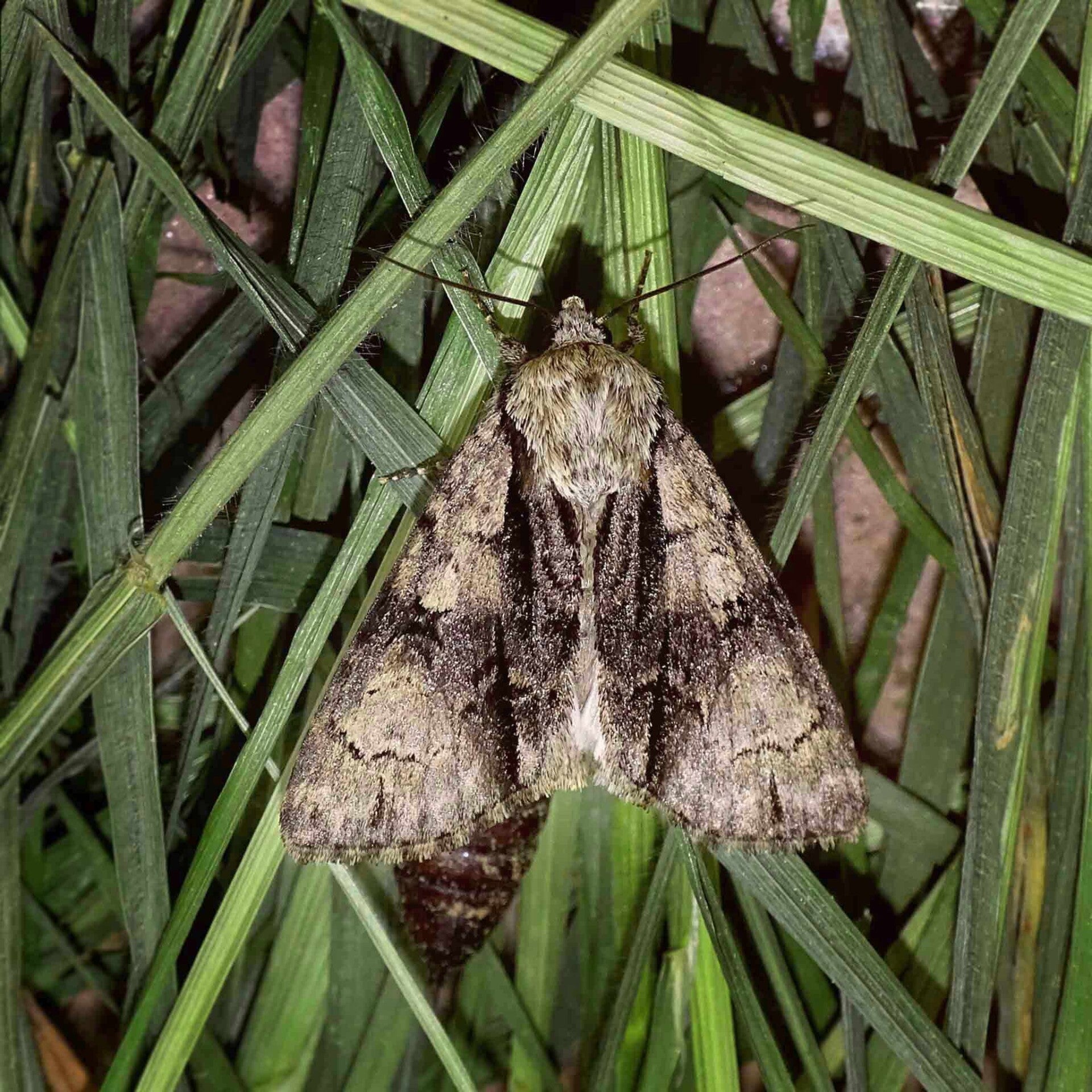 wir flattern auf heimische nachtfalter tagfalter raupen nahrungspflanzen österreich petra urbanek inge biller sabine gasparitz wirflatternauf bugs-team