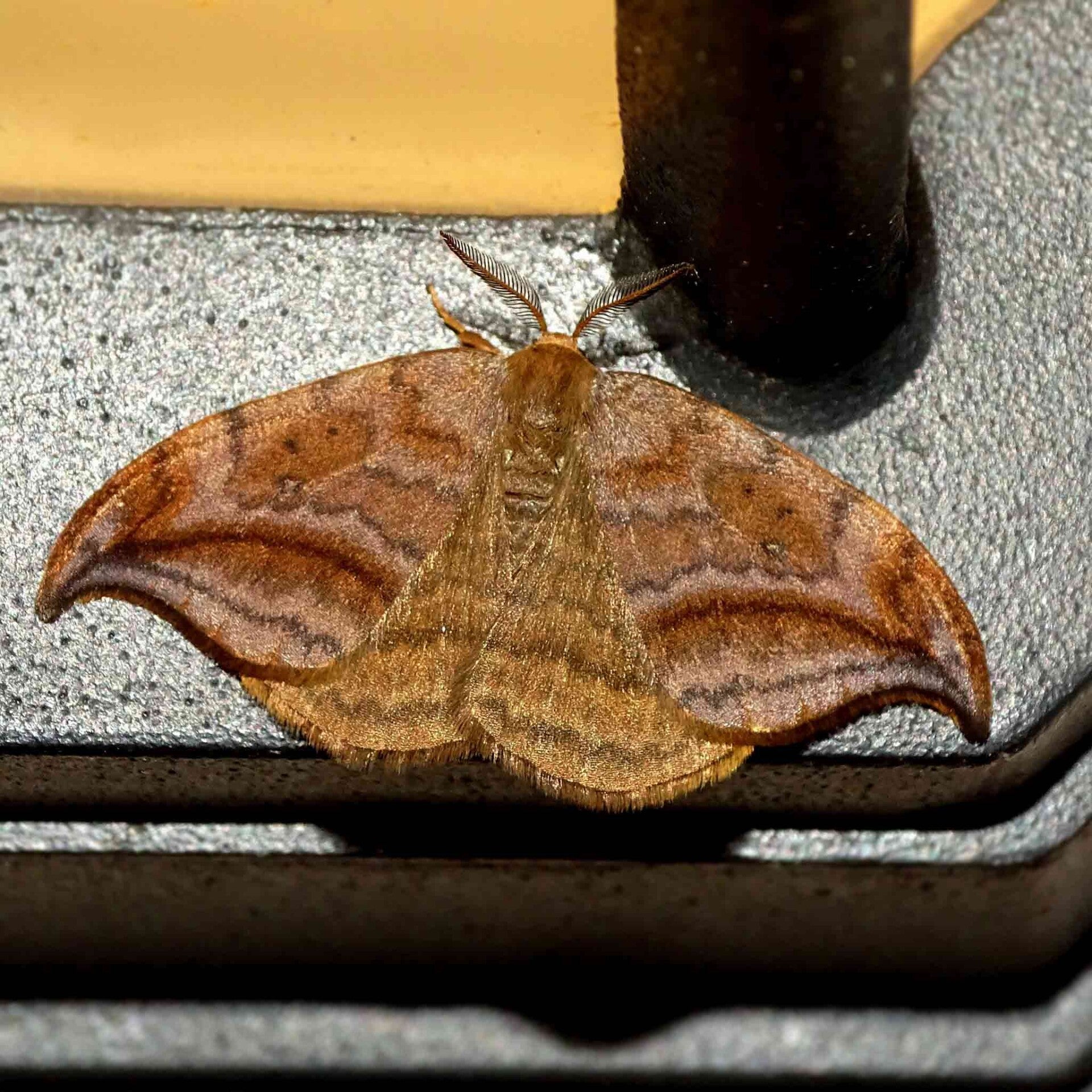 wir flattern auf heimische nachtfalter tagfalter raupen nahrungspflanzen österreich petra urbanek inge biller sabine gasparitz wirflatternauf bugs-team