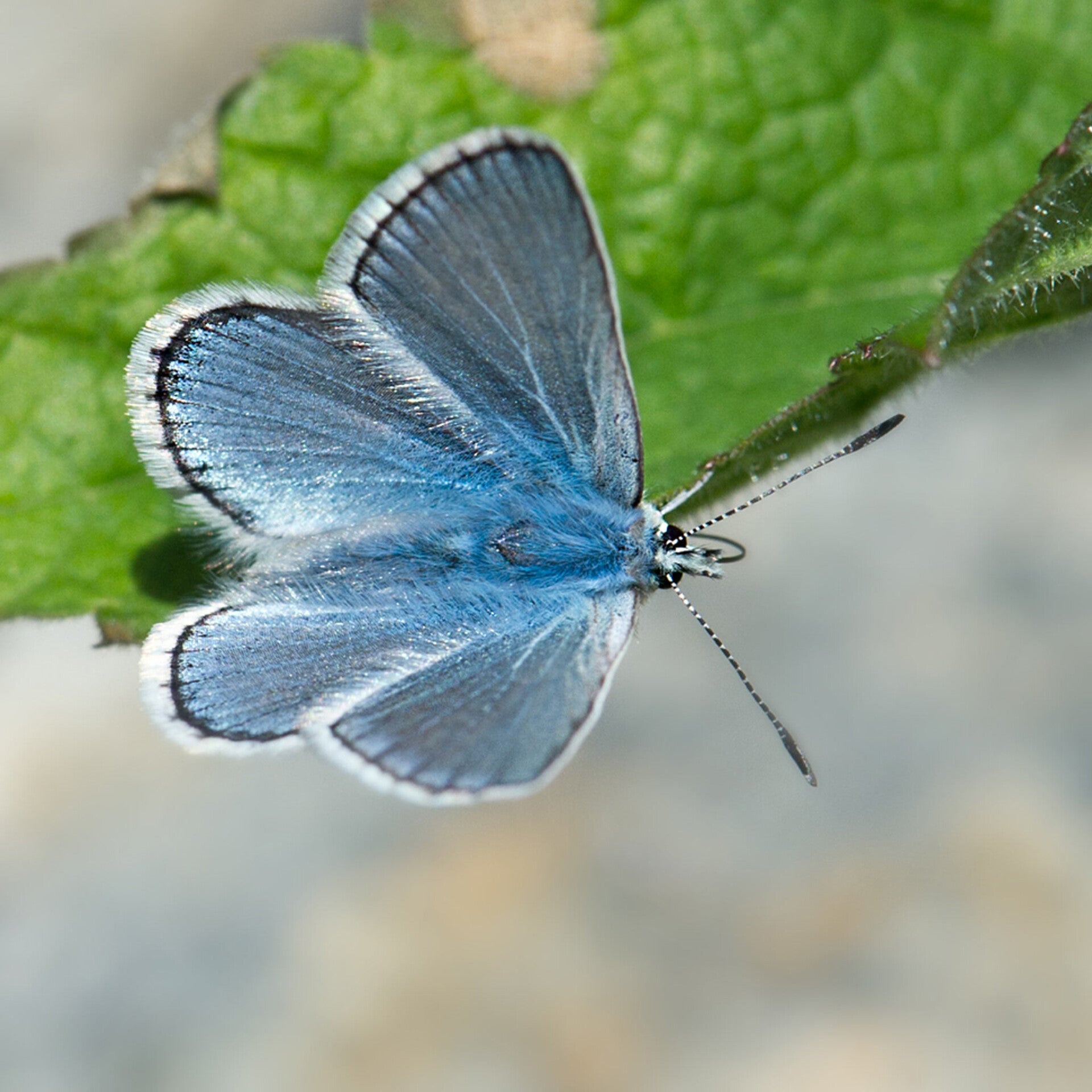 Eros-Bläuling Polyommatus eros wir flattern auf heimische nachtfalter tagfalter raupen nahrungspflanzen österreich petra urbanek inge biller sabine gasparitz wirflatternauf bugs-team