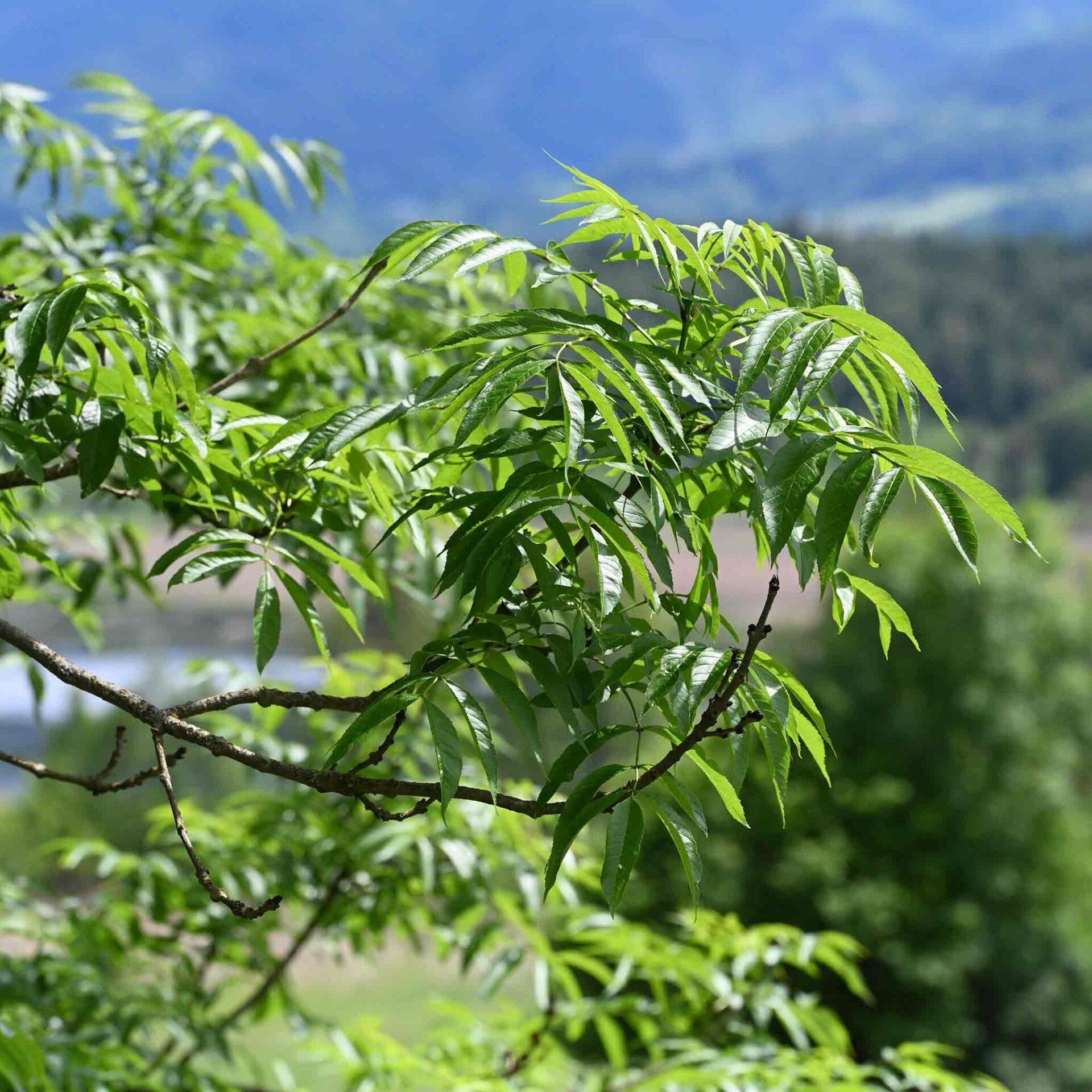 wir flattern auf heimische nachtfalter tagfalter raupen nahrungspflanzen österreich petra urbanek inge biller sabine gasparitz wirflatternauf bugs-team