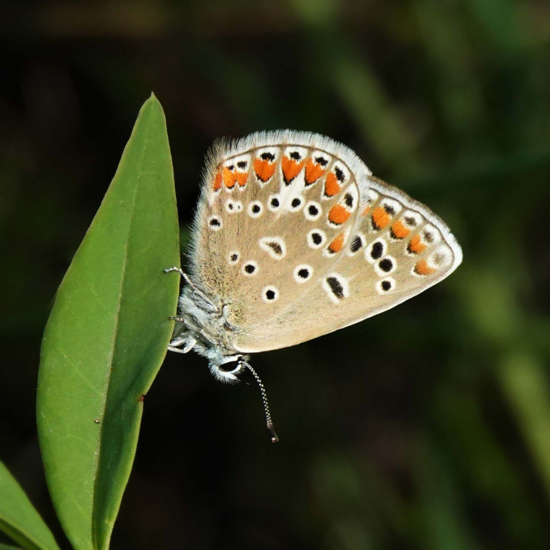 Esparsetten-Bläuling Polyommatus thersites  wir flattern auf heimische nachtfalter tagfalter raupen nahrungspflanzen österreich petra urbanek inge biller sabine gasparitz wirflatternauf bugs-team