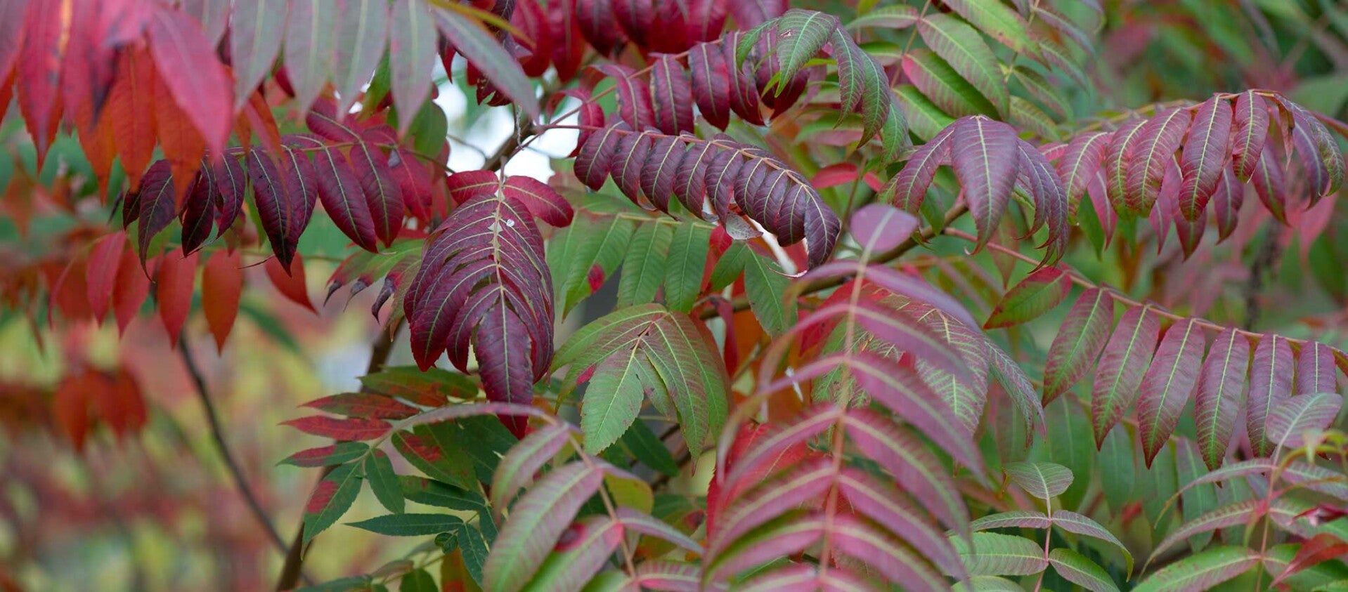 wir flattern auf heimische nachtfalter tagfalter raupen nahrungspflanzen österreich petra urbanek inge biller sabine gasparitz wirflatternauf bugs-team butterfly caterpillar plants austria